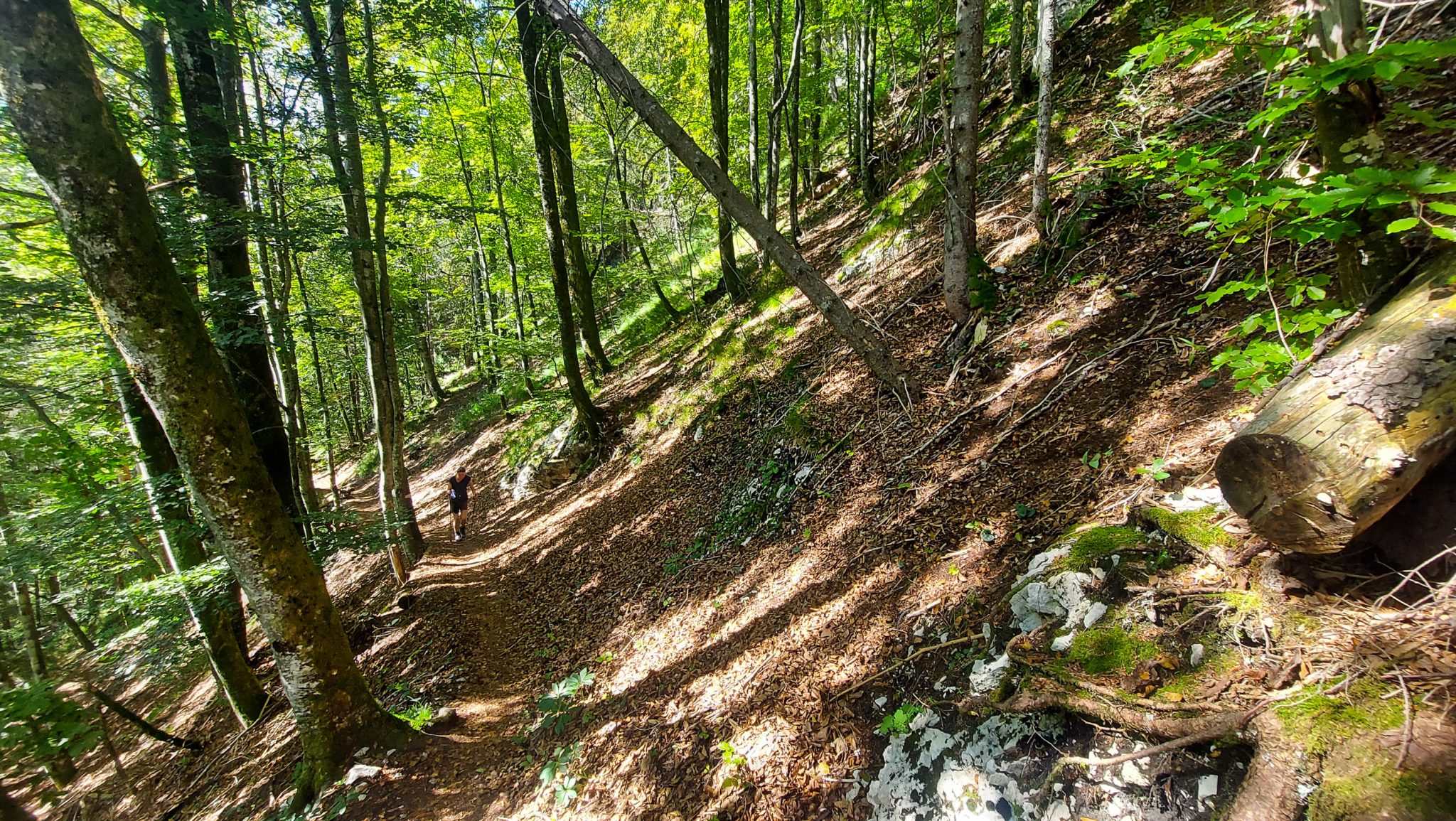 Wanderung Hoher Nock ab Windischgarsten im Nationalpark Kalkalpen in Oberösterreich, nach Start der Wanderung im Rettenbachtal befindet man sich unmittelbar im dichten Wald mit kühlendem Schatten, Wanderweg führt ziemlich steil bergauf, Wanderer unterwegs auf Waldweg
