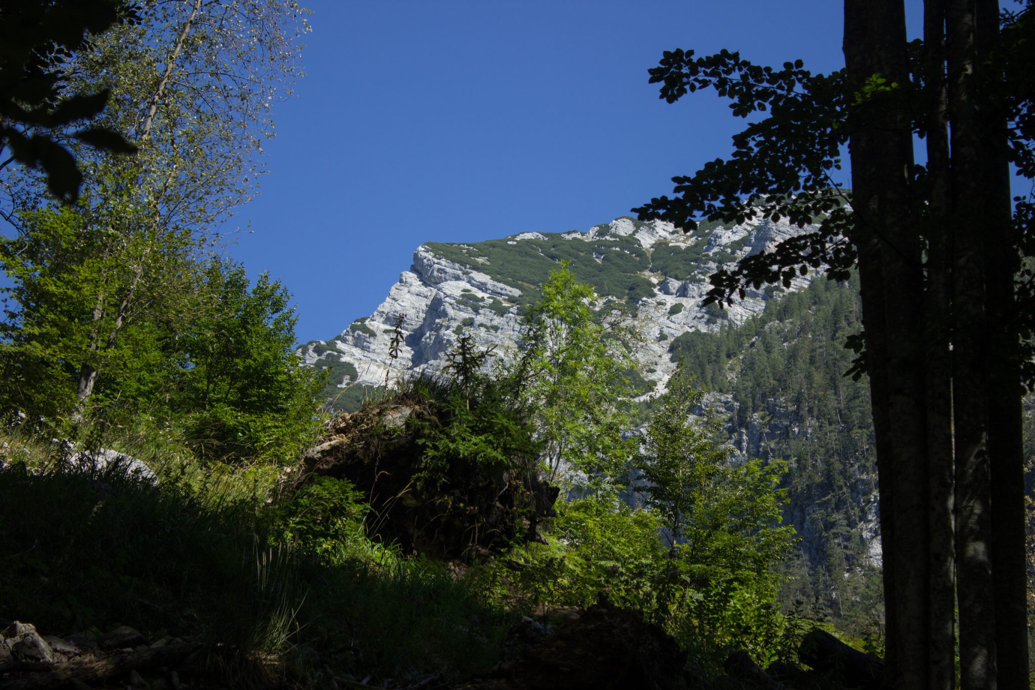 Wanderung Hoher Nock ab Windischgarsten im Nationalpark Kalkalpen in Oberösterreich, nach Start der Wanderung im Rettenbachtal befindet man sich unmittelbar im dichten Wald mit kühlendem Schatten, Aussicht auf die Kalkalpen, Wanderweg führt ziemlich steil bergauf