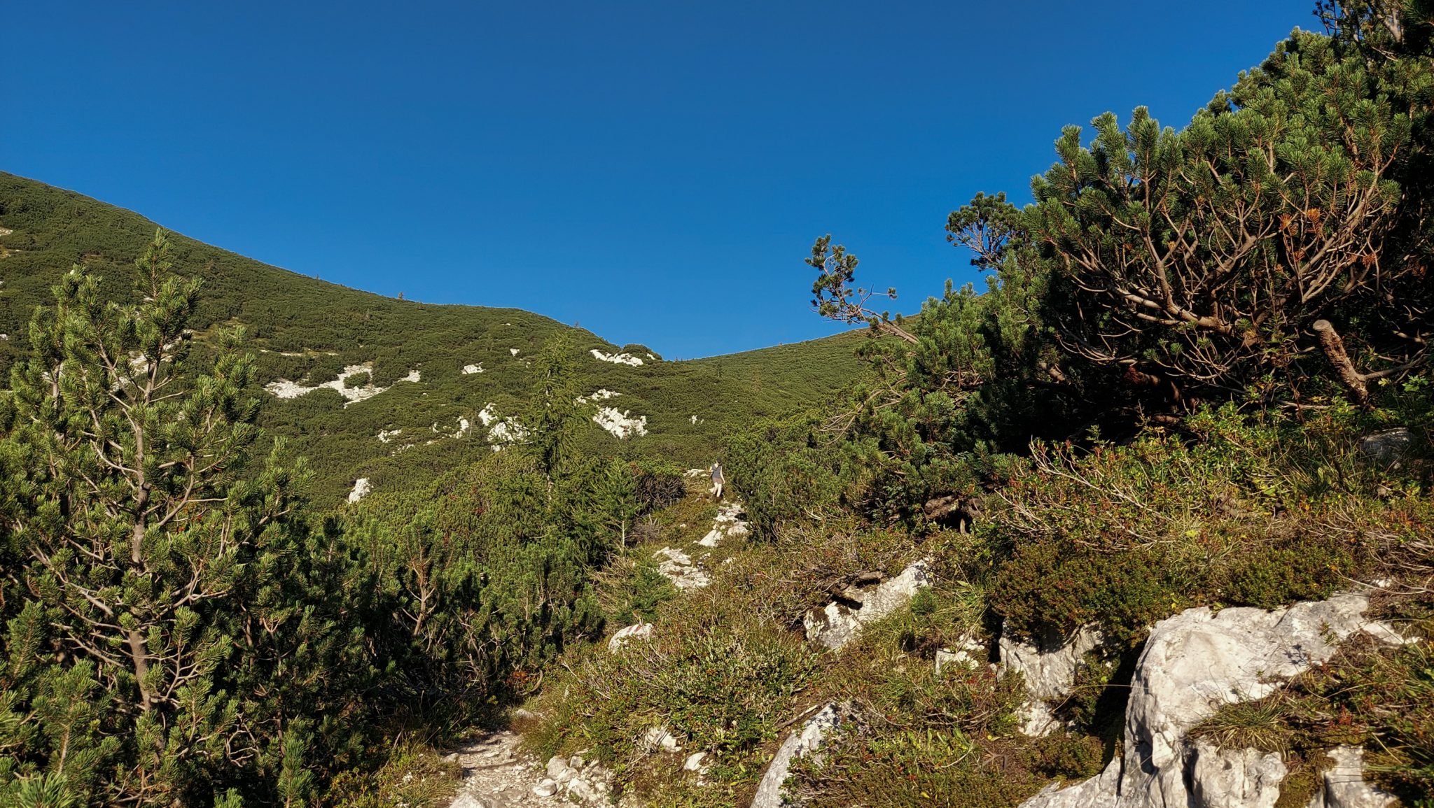 Wanderung Hoher Nock ab Windischgarsten im Nationalpark Kalkalpen in Oberösterreich, auf dem Rückweg vom Berg Hoher Nock in Österreich, unterwegs auf schmalem Wanderweg über Stock und Stein, noch karge Vegetation während sehr abwechslungsreicher Wanderung