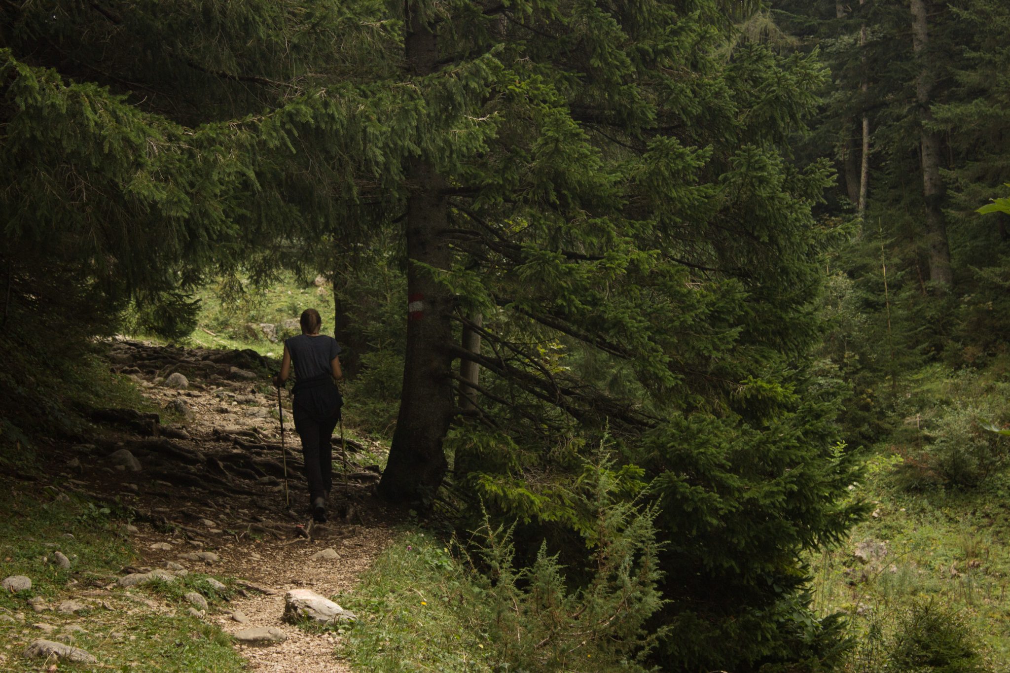 Dr. Vogelgesang-Klamm mit 3 Hütten Wanderung - Bosruckhütte, Rohrauerhaus und Hofalm bei Spital am Pyhrn in Oberösterreich, nach Durchquerung der Klamm führt der schöne Wanderweg mäßig ansteigend durch dichten Wald