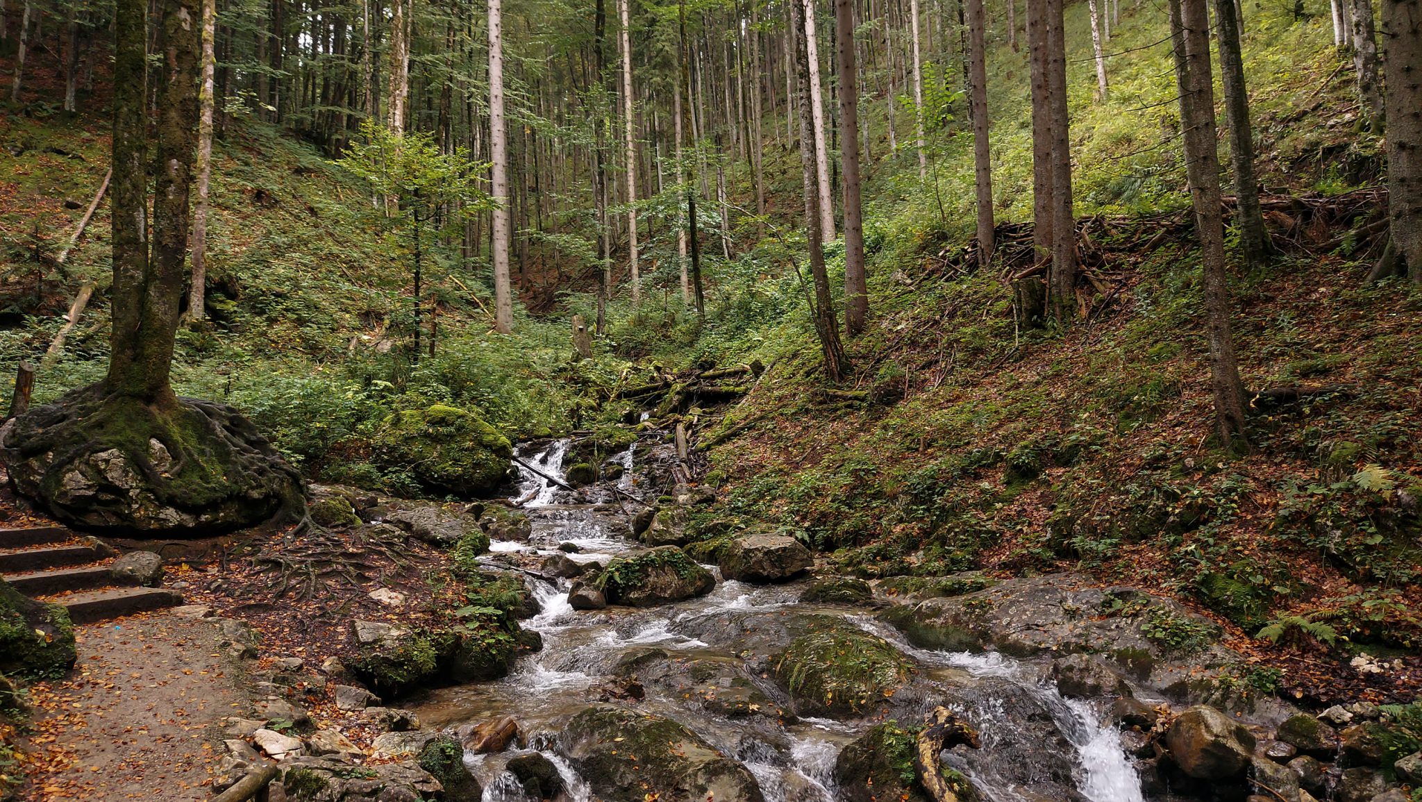 Dr. Vogelgesang-Klamm mit 3 Hütten Wanderung - Bosruckhütte, Rohrauerhaus und Hofalm bei Spital am Pyhrn in Oberösterreich, angelegter Weg durch die Klamm entlang des Klammbaches, umgeben von dichter Vegetation