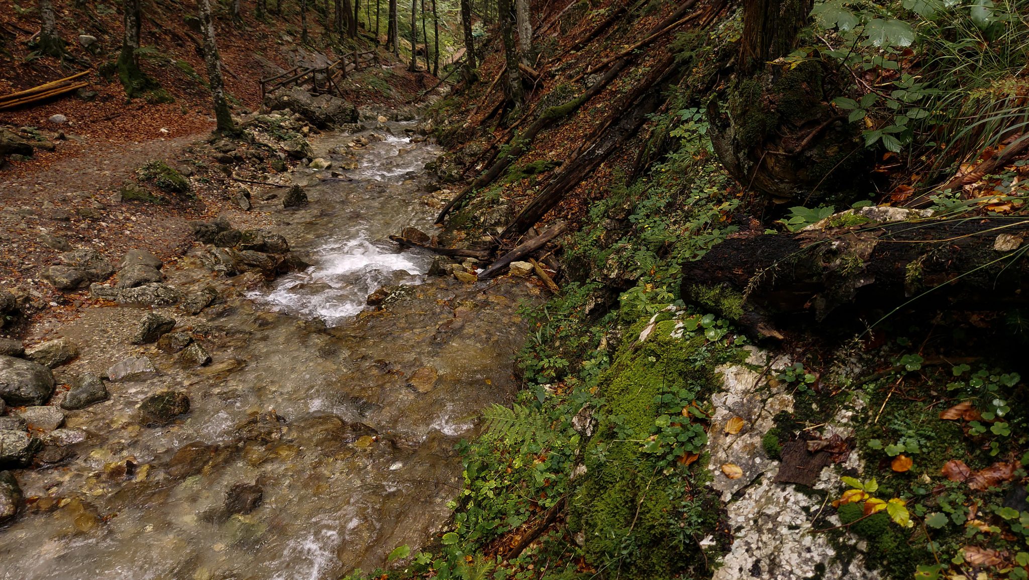 Dr. Vogelgesang-Klamm mit 3 Hütten Wanderung - Bosruckhütte, Rohrauerhaus und Hofalm bei Spital am Pyhrn in Oberösterreich, angelegter Weg durch die Klamm entlang des Klammbaches, umgeben von dichter Vegetation