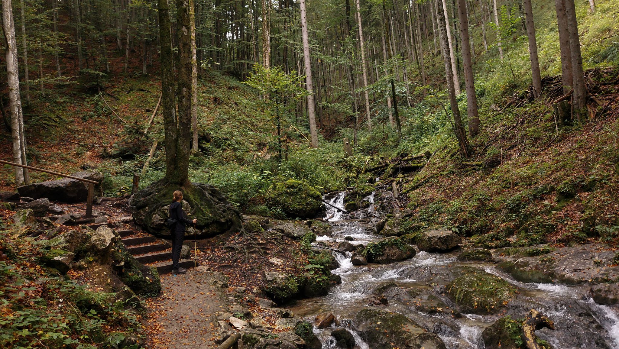 Dr. Vogelgesang-Klamm mit 3 Hütten Wanderung - Bosruckhütte, Rohrauerhaus und Hofalm bei Spital am Pyhrn in Oberösterreich, Wanderer unterwegs auf angelegtem Weg durch die Klamm entlang des Klammbaches, umgeben von dichter Vegetation