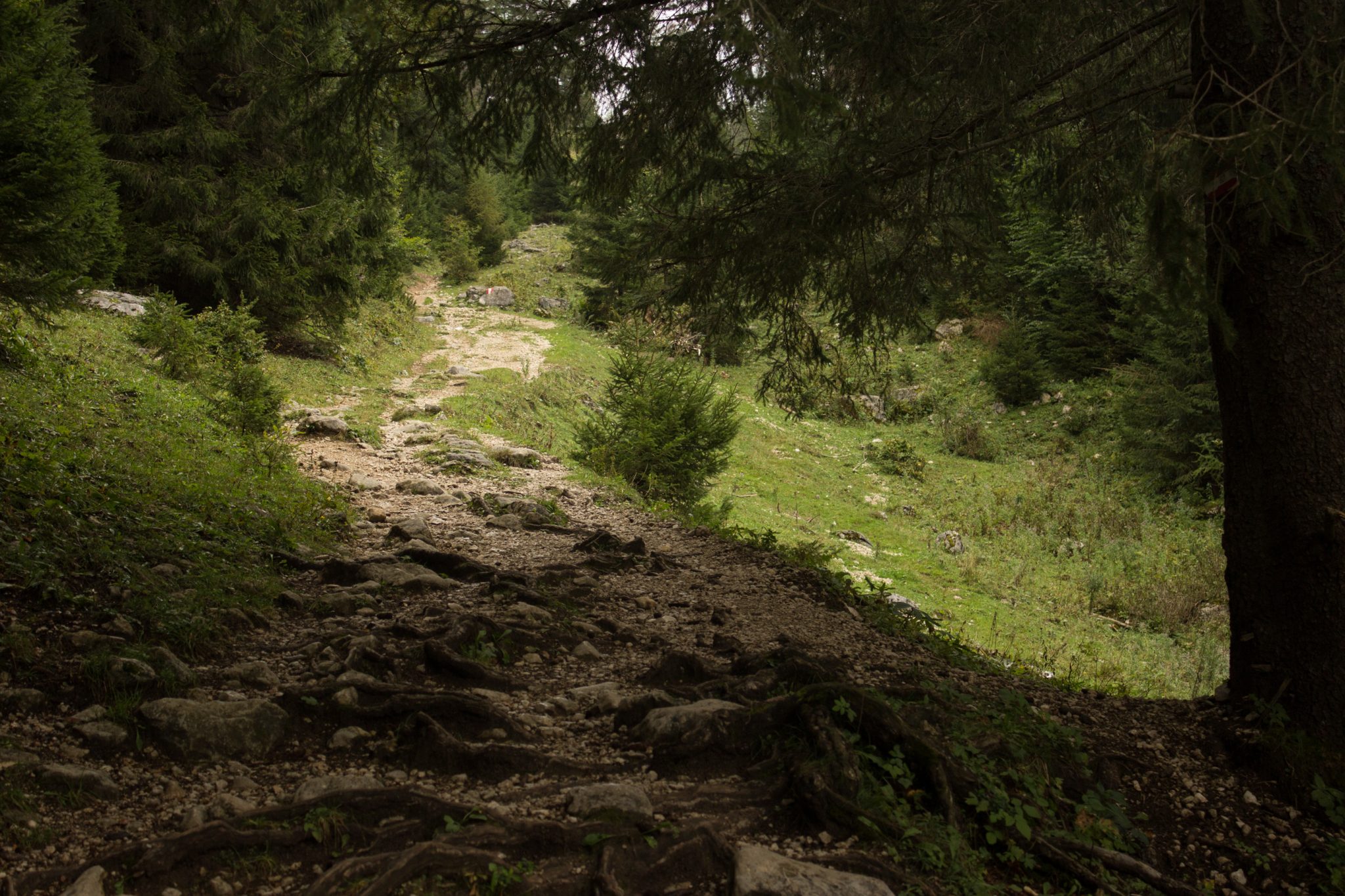 Dr. Vogelgesang-Klamm mit 3 Hütten Wanderung - Bosruckhütte, Rohrauerhaus und Hofalm bei Spital am Pyhrn in Oberösterreich, nach Durchquerung der Klamm führt der schöne Wanderweg mäßig ansteigend durch dichten Wald und grüne Wiesen