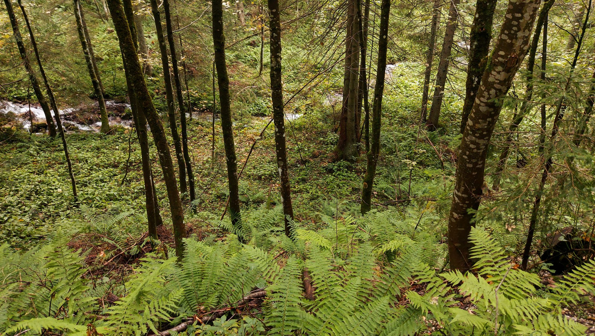 Dr. Vogelgesang-Klamm mit 3 Hütten Wanderung - Bosruckhütte, Rohrauerhaus und Hofalm bei Spital am Pyhrn in Oberösterreich, nach Durchquerung der Klamm führt der schöne Wanderweg mäßig ansteigend durch dichten Wald, Farne bedecken den Waldboden