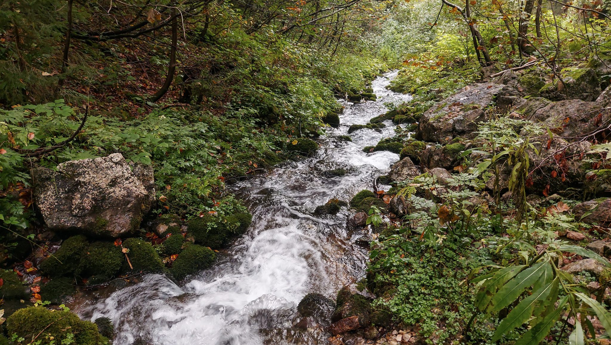 Dr. Vogelgesang-Klamm mit 3 Hütten Wanderung - Bosruckhütte, Rohrauerhaus und Hofalm bei Spital am Pyhrn in Oberösterreich, nach Durchquerung der Klamm führt der schöne Wanderweg mäßig ansteigend durch dichten Wald, Blick auf klares Wasser des Gebirgsbachs