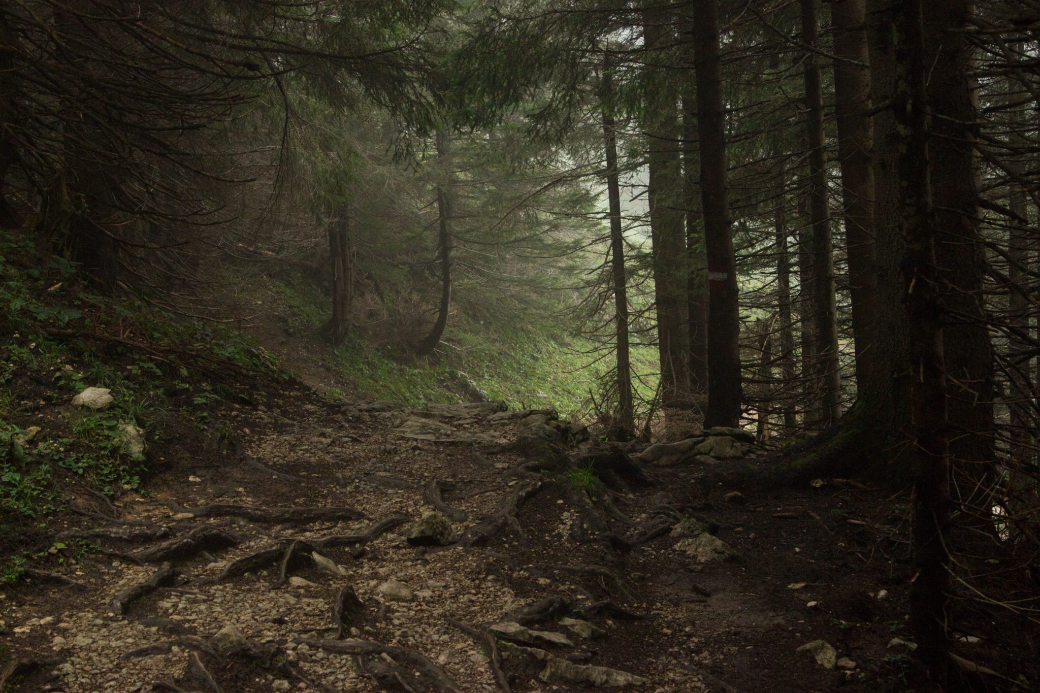 Dr. Vogelgesang-Klamm mit 3 Hütten Wanderung - Bosruckhütte, Rohrauerhaus und Hofalm bei Spital am Pyhrn in Oberösterreich, Wanderweg der 3 Hütten Wanderung führt mäßig ansteigend durch dichten Wald, mystische Lichtstimmung durch Wolken und Nebel