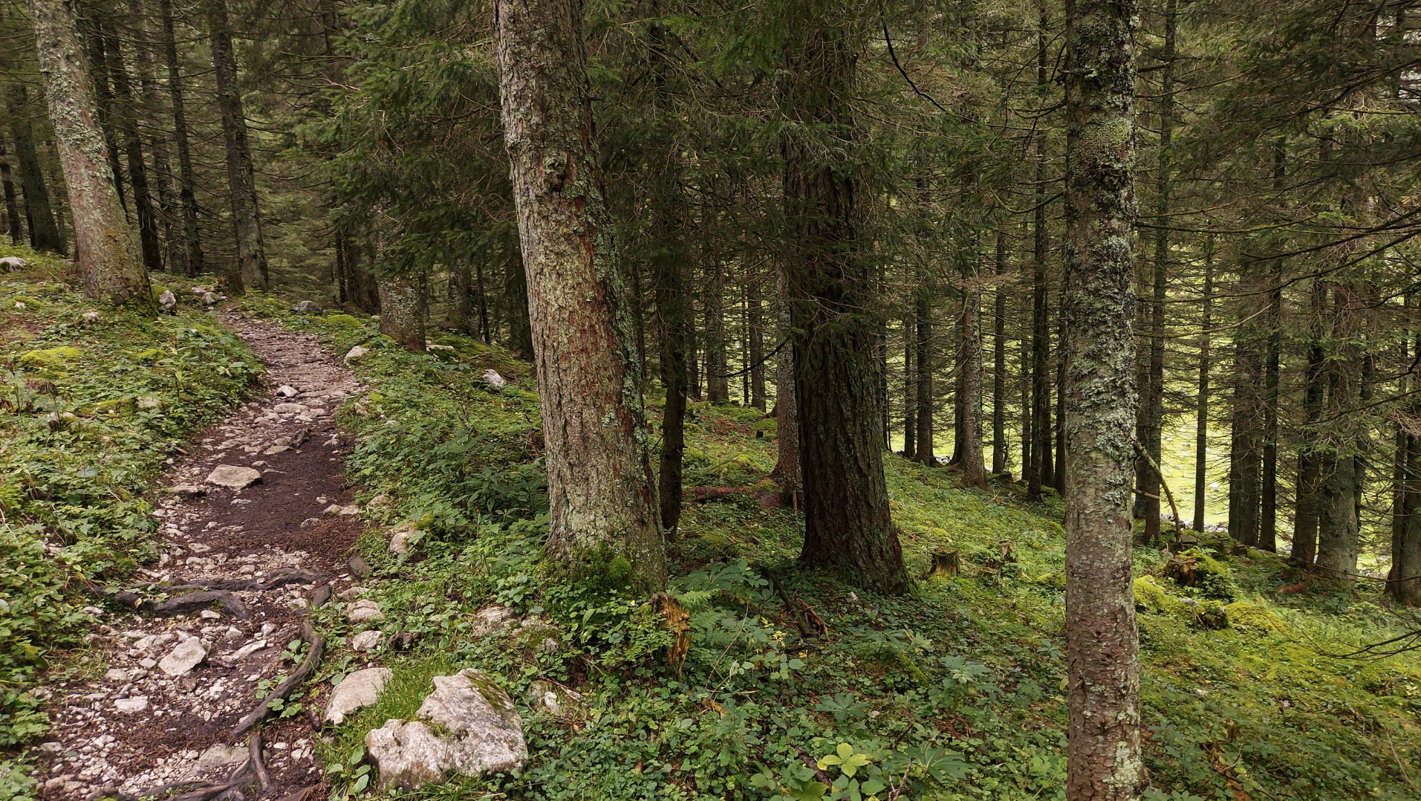 Dr. Vogelgesang-Klamm mit 3 Hütten Wanderung - Bosruckhütte, Rohrauerhaus und Hofalm bei Spital am Pyhrn in Oberösterreich, schmaler Wanderweg der 3 Hütten Wanderung führt mäßig ansteigend durch dichten, schönen Wald