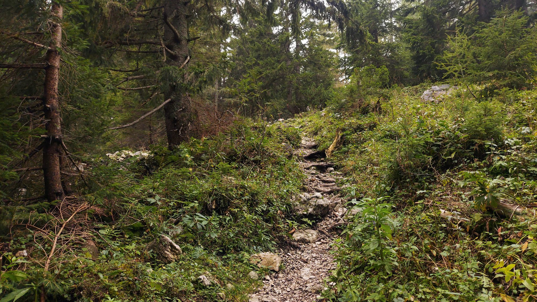 Dr. Vogelgesang-Klamm mit 3 Hütten Wanderung - Bosruckhütte, Rohrauerhaus und Hofalm bei Spital am Pyhrn in Oberösterreich, schmaler Wanderweg der 3 Hütten Wanderung führt mäßig ansteigend durch dichten, schönen Wald