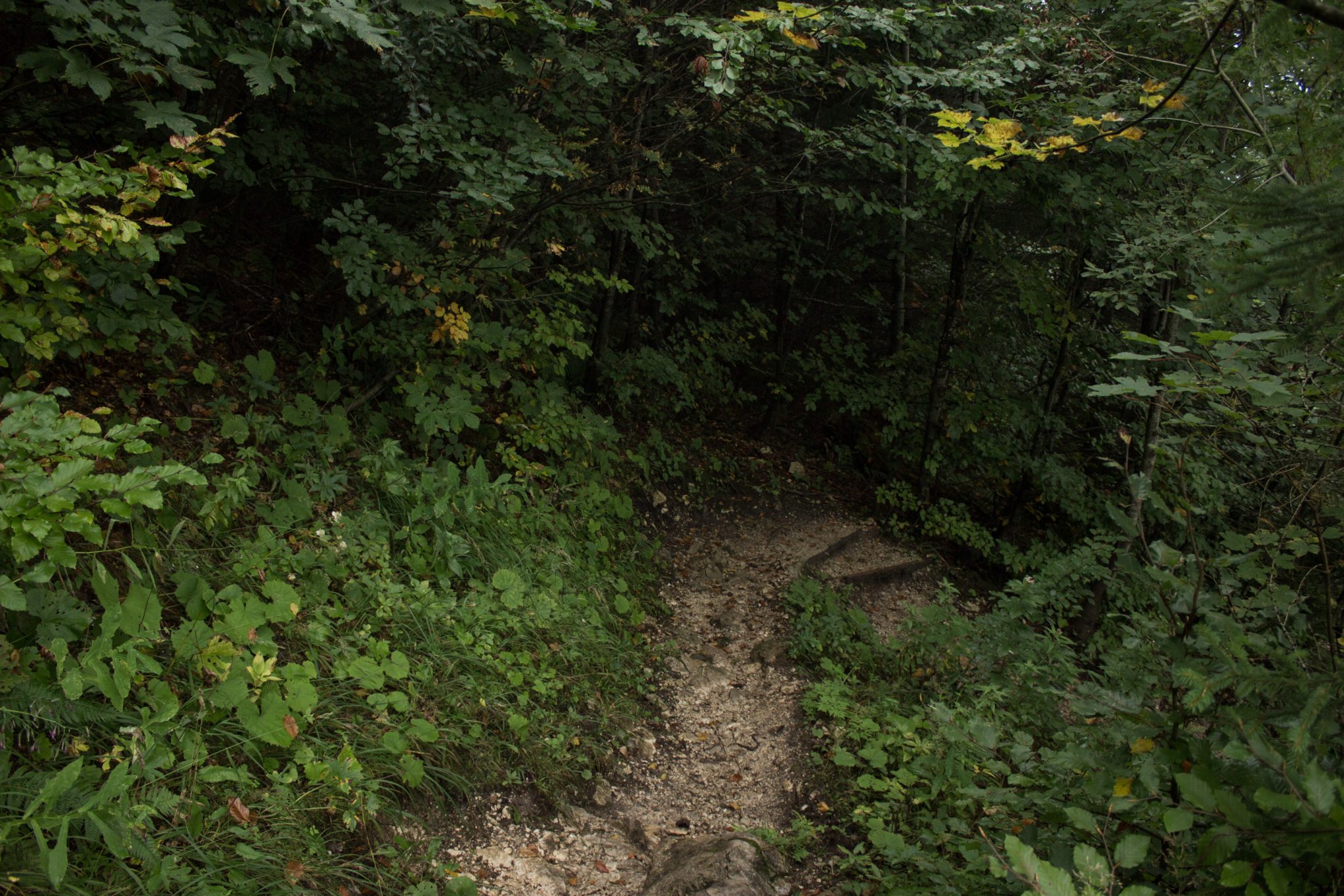 Dr. Vogelgesang-Klamm mit 3 Hütten Wanderung - Bosruckhütte, Rohrauerhaus und Hofalm bei Spital am Pyhrn in Oberösterreich, schmaler Wanderweg der 3 Hütten Wanderung führt durch dichte, grüne Vegetation, schöner Pfad