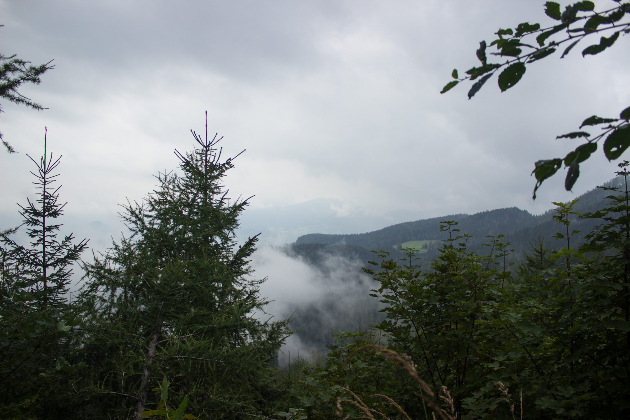 Dr. Vogelgesang-Klamm mit 3 Hütten Wanderung - Bosruckhütte, Rohrauerhaus und Hofalm bei Spital am Pyhrn in Oberösterreich, schmaler Wanderweg der 3 Hütten Wanderung führt durch dichten, schönen Wald, Ausblick auf die umliegende Bergwelt, mit viel Wald bedeckt