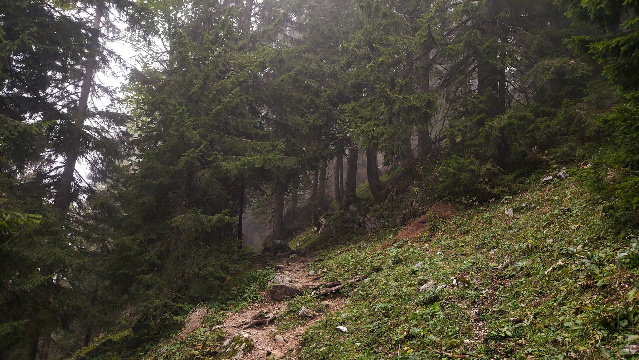 Dr. Vogelgesang-Klamm mit 3 Hütten Wanderung - Bosruckhütte, Rohrauerhaus und Hofalm bei Spital am Pyhrn in Oberösterreich, schmaler Wanderweg der 3 Hütten Wanderung führt durch dichte, grüne Vegetation, schöner Pfad