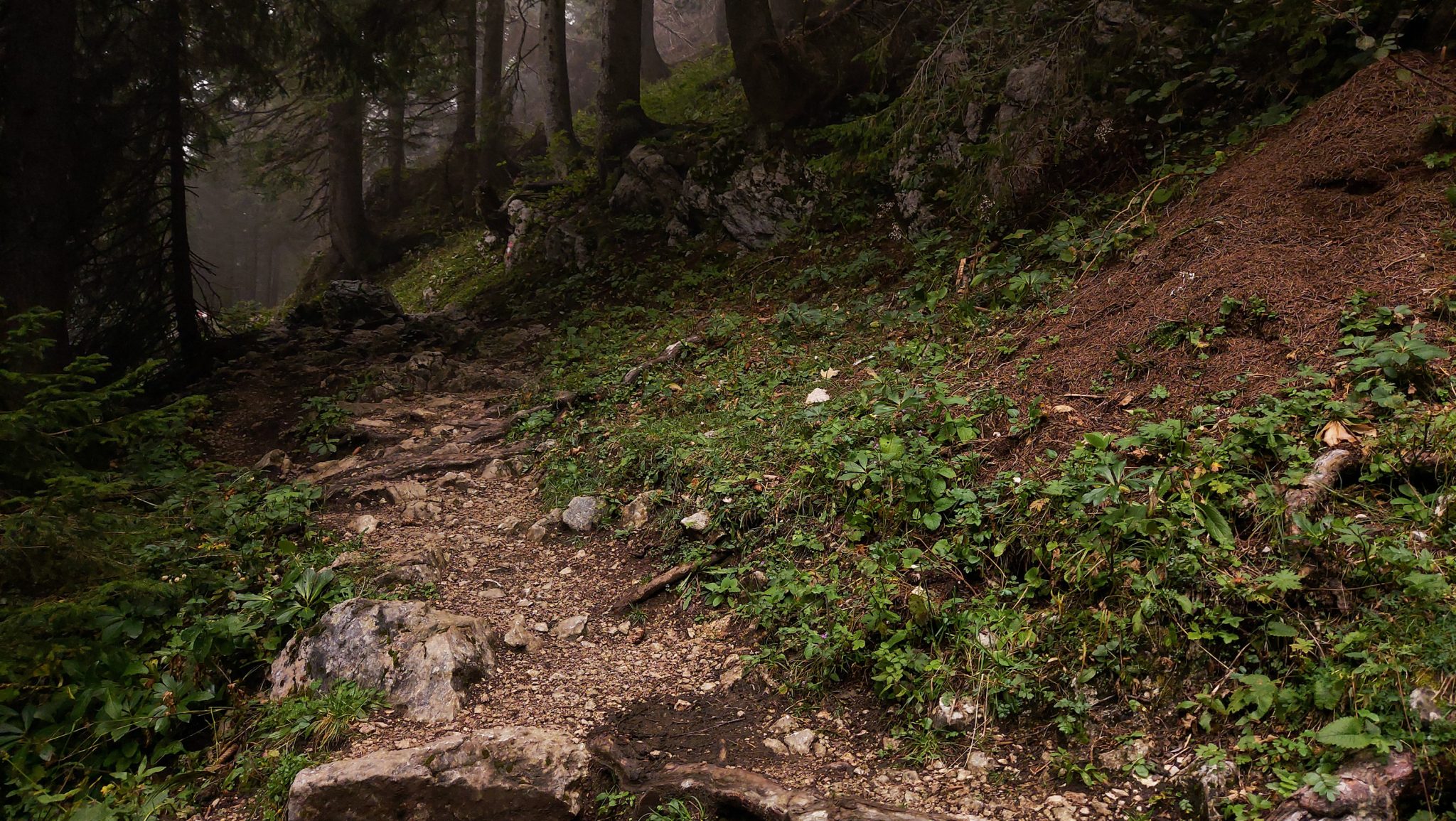 Dr. Vogelgesang-Klamm mit 3 Hütten Wanderung - Bosruckhütte, Rohrauerhaus und Hofalm bei Spital am Pyhrn in Oberösterreich, schmaler Wanderweg der 3 Hütten Wanderung führt durch dichte, grüne Vegetation, schöner Pfad