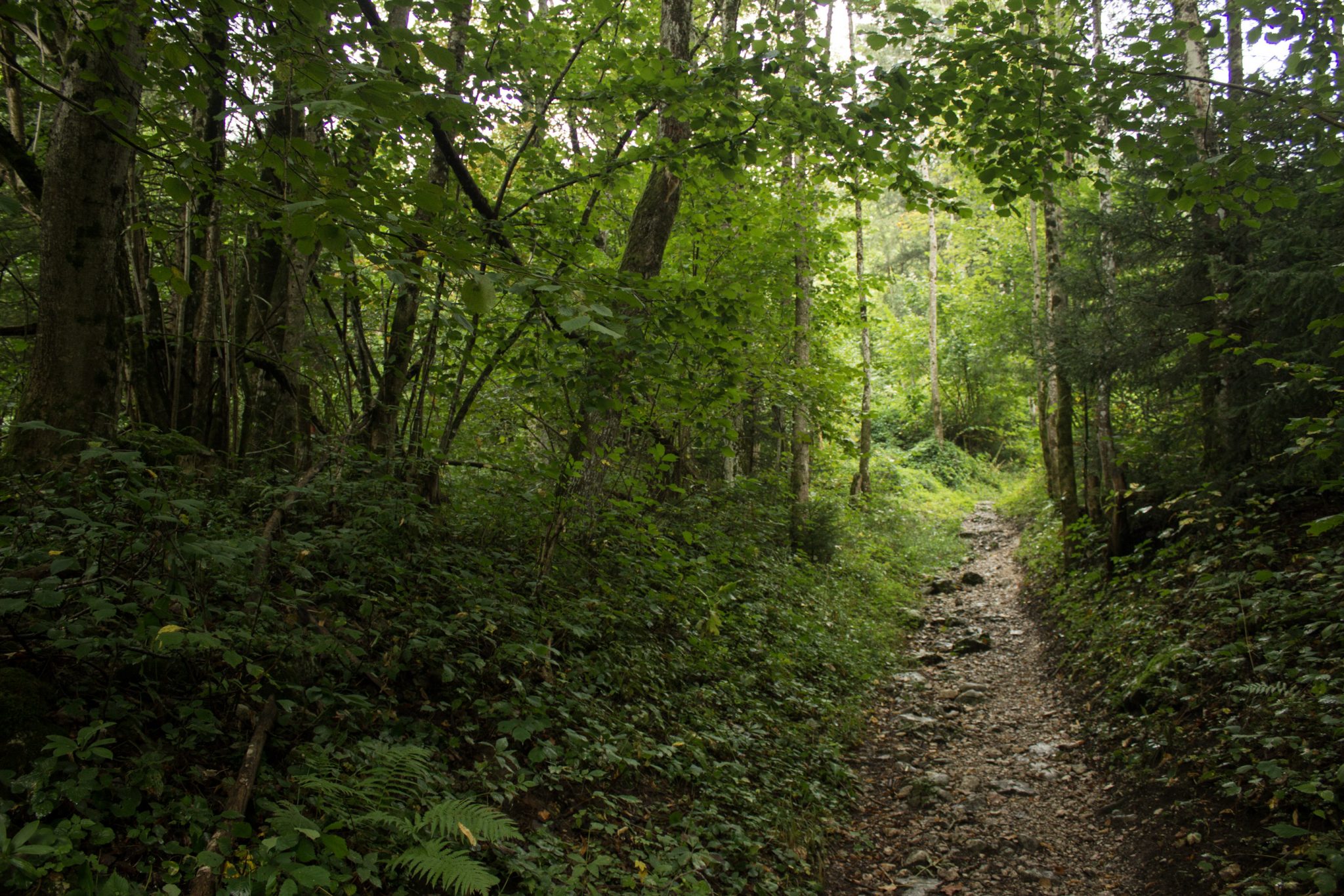 Dr. Vogelgesang-Klamm mit 3 Hütten Wanderung - Bosruckhütte, Rohrauerhaus und Hofalm bei Spital am Pyhrn in Oberösterreich, schmaler Wanderweg der 3 Hütten Wanderung führt durch dichte, grüne Vegetation, schöner Pfad