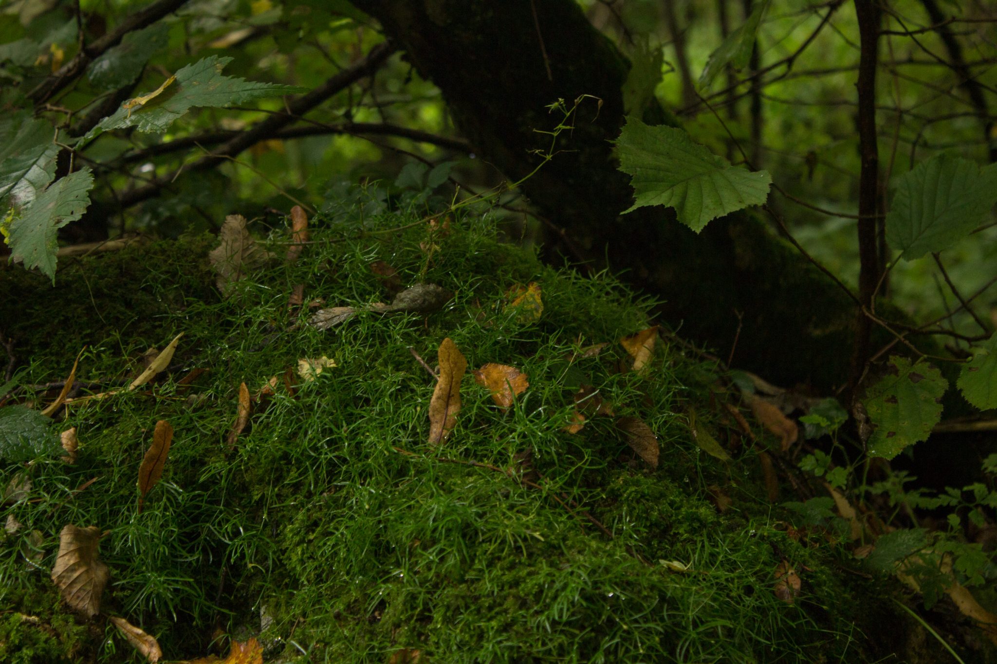 Dr. Vogelgesang-Klamm mit 3 Hütten Wanderung - Bosruckhütte, Rohrauerhaus und Hofalm bei Spital am Pyhrn in Oberösterreich, schmaler Wanderweg der 3 Hütten Wanderung führt durch dichte, grüne Vegetation, mit Moos bedeckte Felsen