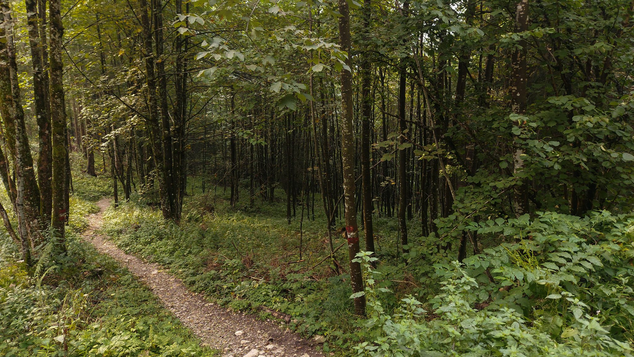 Dr. Vogelgesang-Klamm mit 3 Hütten Wanderung - Bosruckhütte, Rohrauerhaus und Hofalm bei Spital am Pyhrn in Oberösterreich, schmaler Wanderweg der 3 Hütten Wanderung führt durch dichte, grüne Vegetation, schöner Pfad, Wegmarkierung an einem Baum