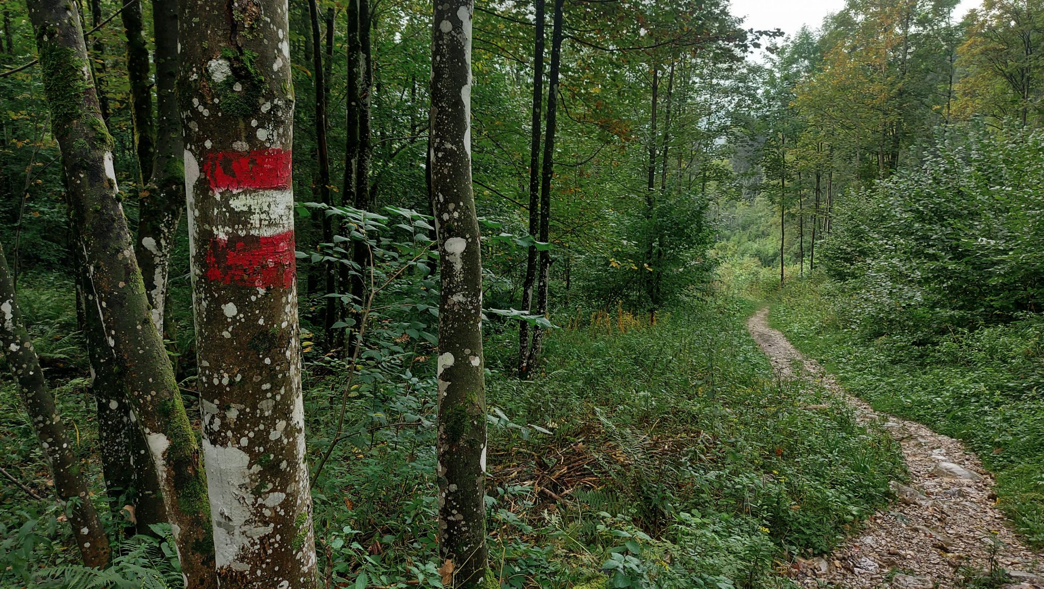 Dr. Vogelgesang-Klamm mit 3 Hütten Wanderung - Bosruckhütte, Rohrauerhaus und Hofalm bei Spital am Pyhrn in Oberösterreich, schmaler Wanderweg der 3 Hütten Wanderung führt durch dichte, grüne Vegetation, schöner Pfad, Wegmarkierung an einem Baum