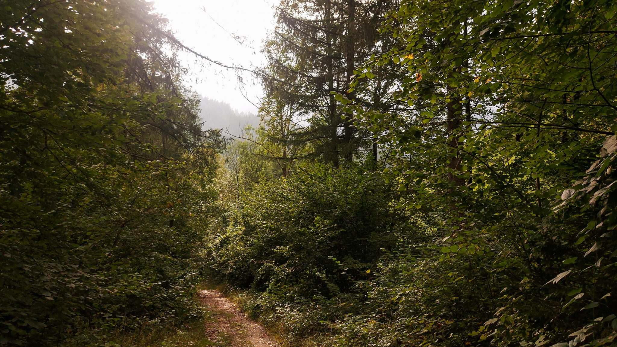 Dr. Vogelgesang-Klamm mit 3 Hütten Wanderung - Bosruckhütte, Rohrauerhaus und Hofalm bei Spital am Pyhrn in Oberösterreich, schmaler Wanderweg der 3 Hütten Wanderung führt durch dichte, grüne Vegetation, schöner und schmaler Pfad, schönes Licht durch Sonnenstrahlen