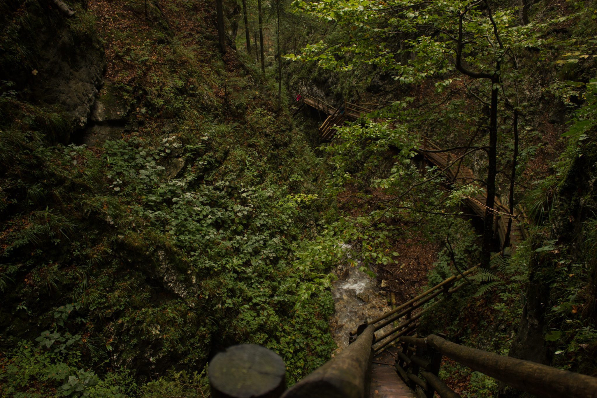 Dr. Vogelgesang-Klamm mit 3 Hütten Wanderung - Bosruckhütte, Rohrauerhaus und Hofalm bei Spital am Pyhrn in Oberösterreich, angelegter Holzweg durch die Klamm entlang des Klammbaches, umgeben von dichter Vegetation