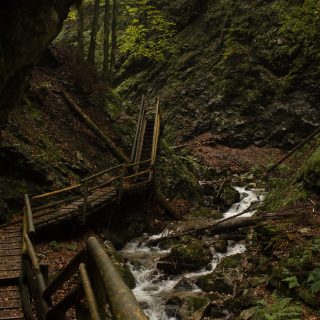 Dr. Vogelgesang-Klamm mit 3 Hütten Wanderung - Bosruckhütte, Rohrauerhaus und Hofalm bei Spital am Pyhrn in Oberösterreich, angelegter Holzweg durch die Klamm entlang des Klammbaches, umgeben von dichter Vegetation