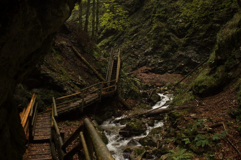 Dr. Vogelgesang-Klamm mit 3 Hütten Wanderung - Bosruckhütte, Rohrauerhaus und Hofalm bei Spital am Pyhrn in Oberösterreich, angelegter Holzweg durch die Klamm entlang des Klammbaches, umgeben von dichter Vegetation