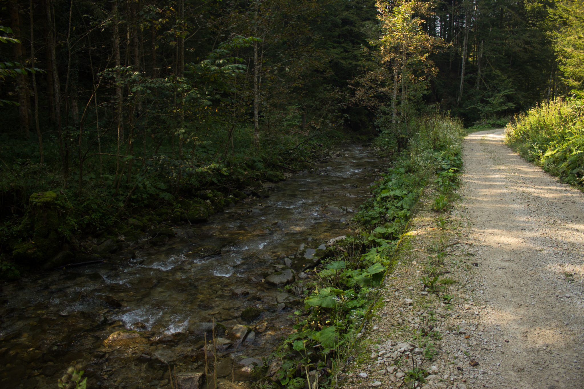 Wandern zur Anlaufalm im Reichraminger Hintergebirge vom Parkplatz Weißwasser durch die Große Schlucht entlang des Baches Weißwasser im Nationalpark Kalkalpen in Oberösterreich, Wanderweg entlang des Baches Weißwasser, umgeben von dichtem Wald