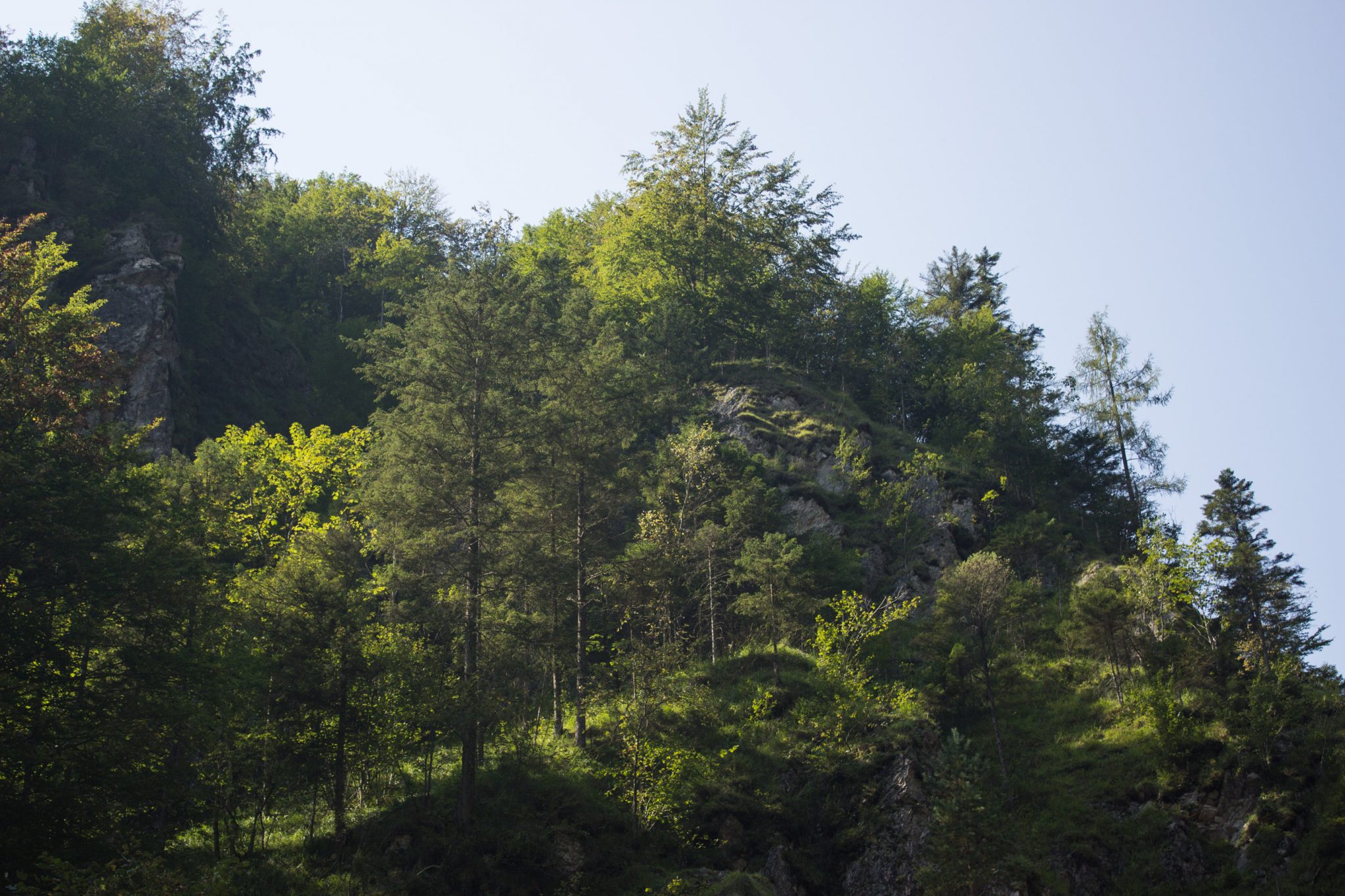 Wandern zur Anlaufalm im Reichraminger Hintergebirge vom Parkplatz Weißwasser durch die Große Schlucht entlang des Baches Weißwasser im Nationalpark Kalkalpen in Oberösterreich, unterwegs auf Wanderweg entlang der Großen Schlucht, Kalkalpen und schöner, schattenspendender Wald