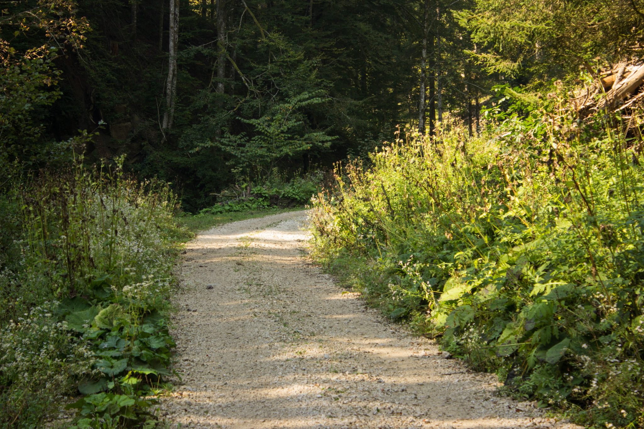 Wandern zur Anlaufalm im Reichraminger Hintergebirge vom Parkplatz Weißwasser durch die Große Schlucht entlang des Baches Weißwasser im Nationalpark Kalkalpen in Oberösterreich, Wanderweg entlang des Baches Weißwasser, umgeben von dichtem Wald