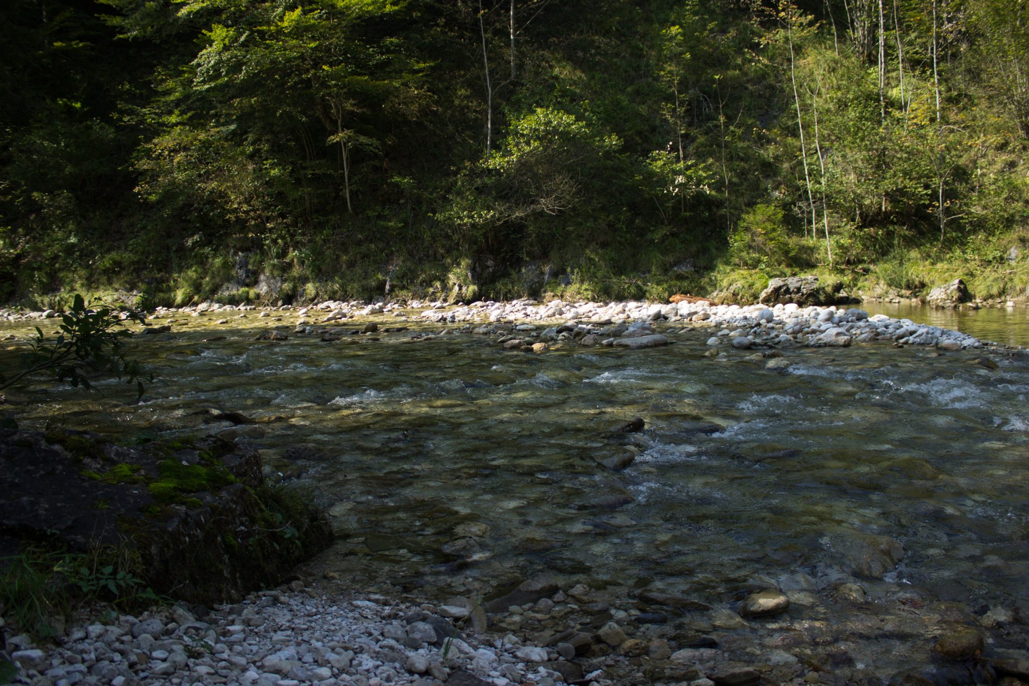 Wandern zur Anlaufalm im Reichraminger Hintergebirge vom Parkplatz Weißwasser durch die Große Schlucht entlang des Baches Weißwasser im Nationalpark Kalkalpen in Oberösterreich, Wanderweg entlang eines Baches durch die Große Schlucht umgeben von dichtem und sattgrünem Wald, Wasser des Baches ist sehr sauber und klar