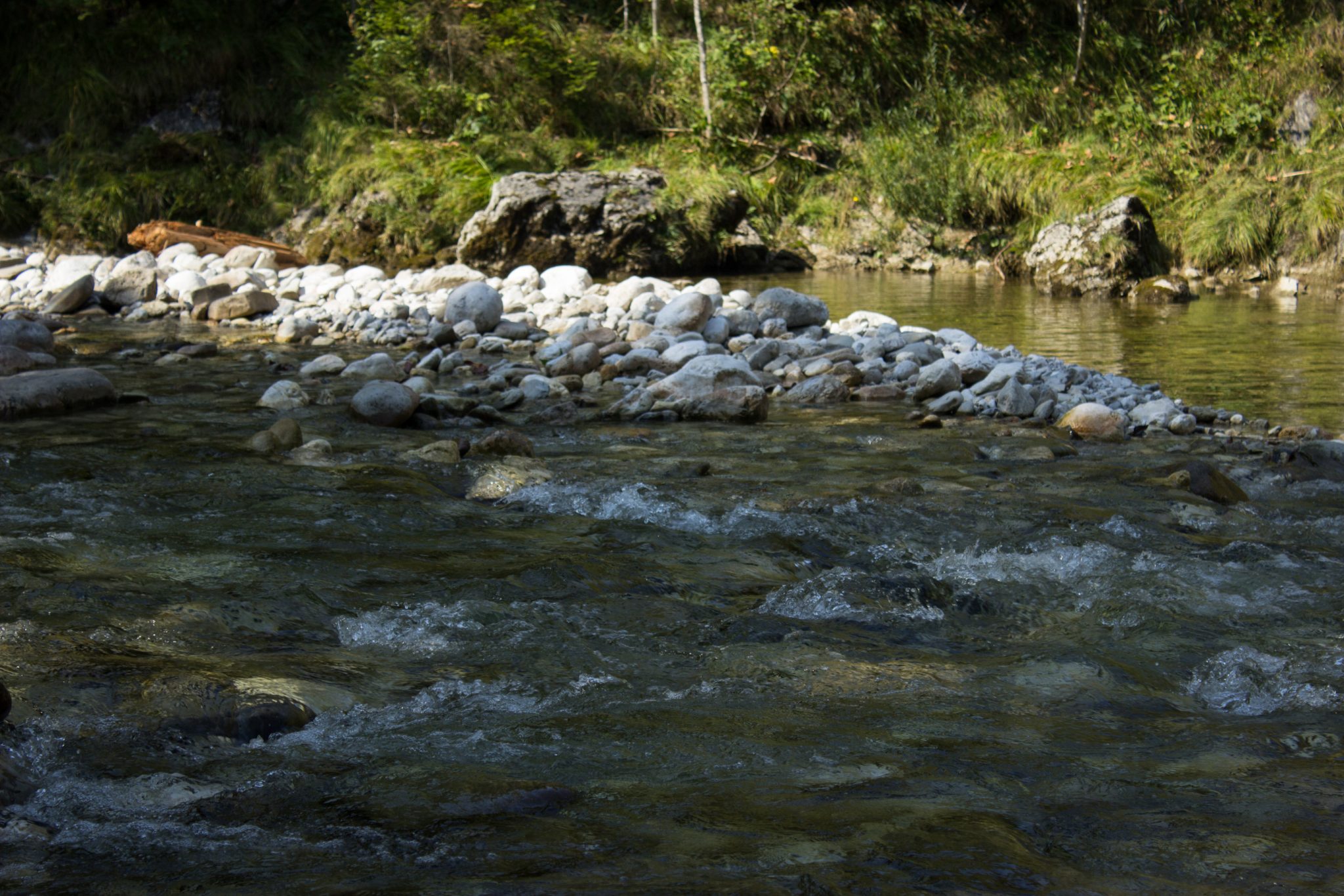 Wandern zur Anlaufalm im Reichraminger Hintergebirge vom Parkplatz Weißwasser durch die Große Schlucht entlang des Baches Weißwasser im Nationalpark Kalkalpen in Oberösterreich, Wanderweg entlang eines Baches durch die Große Schlucht umgeben von dichtem und sattgrünem Wald, Wasser des Baches ist sehr sauber und klar