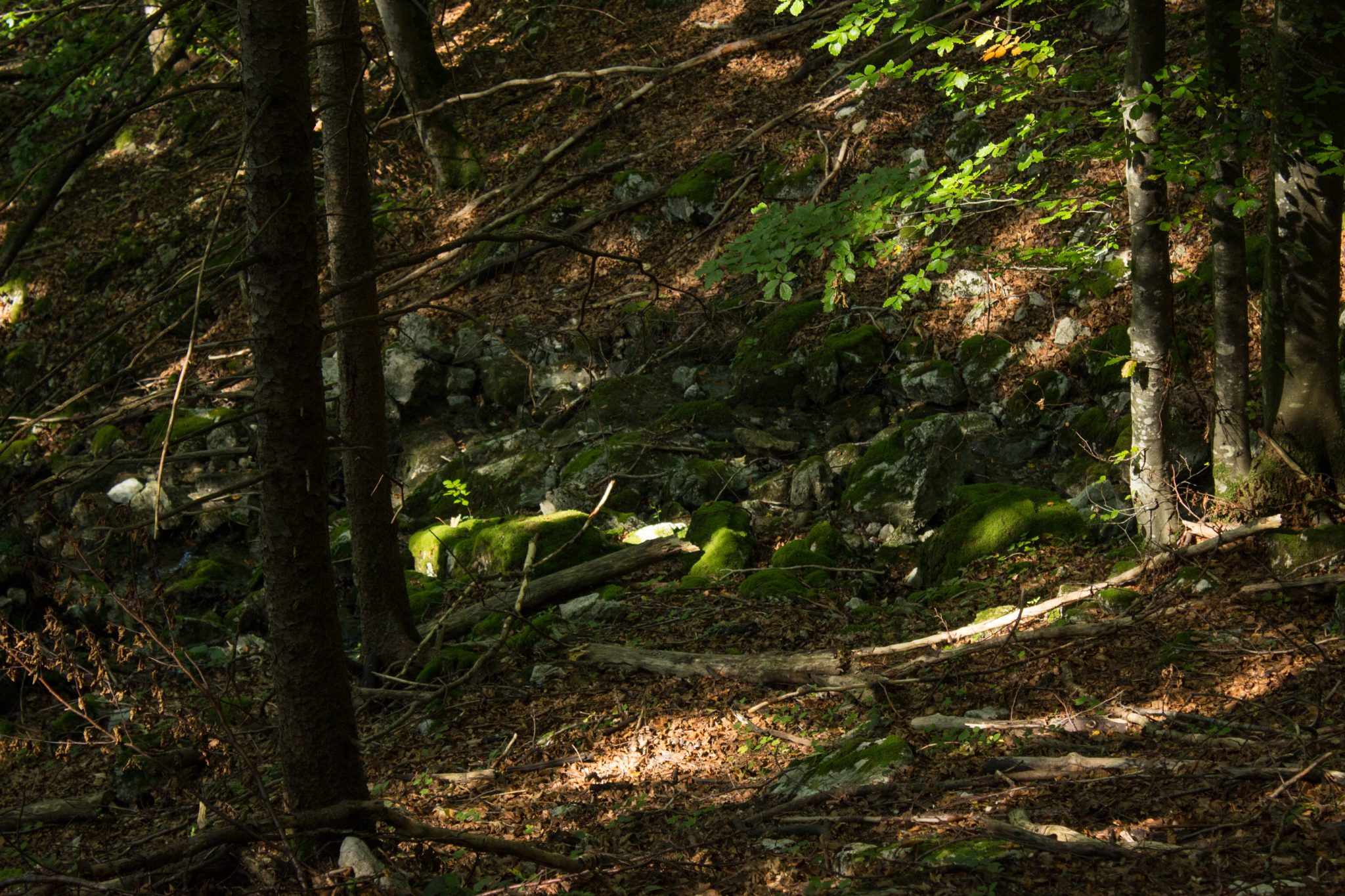 Wandern zur Anlaufalm im Reichraminger Hintergebirge vom Parkplatz Weißwasser durch die Große Schlucht entlang des Baches Weißwasser im Nationalpark Kalkalpen in Oberösterreich, über den Annerlsteg führt der Weg teils steil hoch zur Anlaufalm durch dichten und schönen Wald