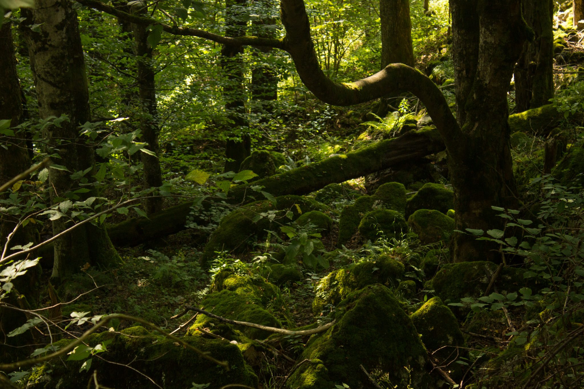 Wandern zur Anlaufalm im Reichraminger Hintergebirge vom Parkplatz Weißwasser durch die Große Schlucht entlang des Baches Weißwasser im Nationalpark Kalkalpen in Oberösterreich, über den Annerlsteg führt der Weg teils steil hoch zur Anlaufalm durch dichten und schönen Wald, sattgrüne Vegetation
