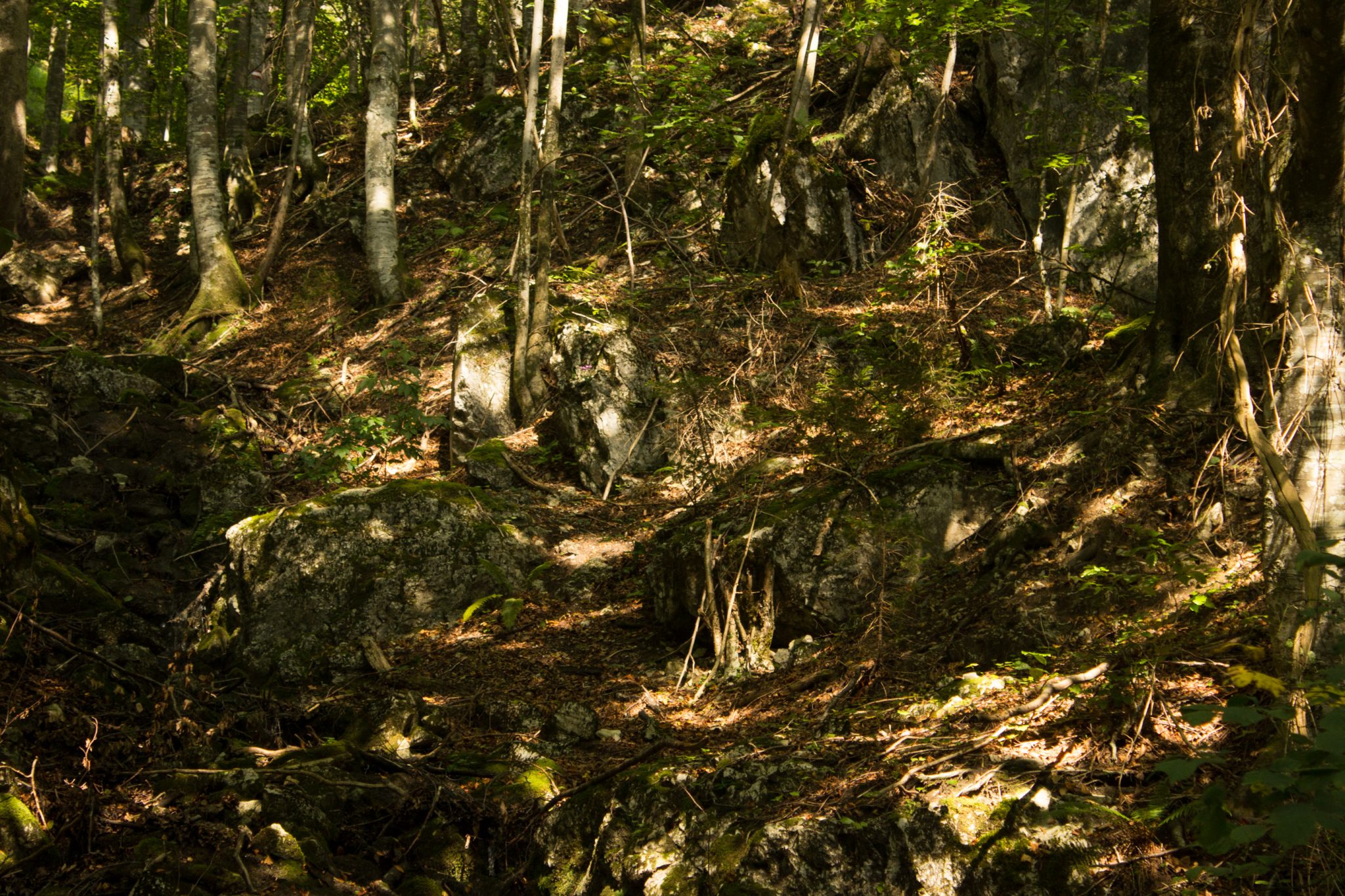 Wandern zur Anlaufalm im Reichraminger Hintergebirge vom Parkplatz Weißwasser durch die Große Schlucht entlang des Baches Weißwasser im Nationalpark Kalkalpen in Oberösterreich, über den Annerlsteg führt der Weg teils steil hoch zur Anlaufalm durch dichten und schönen Wald