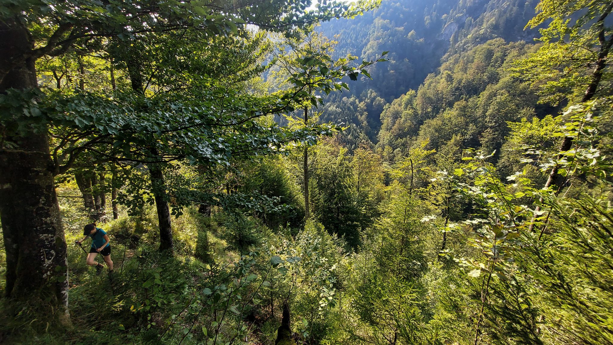 Wandern zur Anlaufalm im Reichraminger Hintergebirge vom Parkplatz Weißwasser durch die Große Schlucht entlang des Baches Weißwasser im Nationalpark Kalkalpen in Oberösterreich, über den Annerlsteg führt der Weg teils steil hoch zur Anlaufalm durch dichten und schönen Wald, weite Ausblicke auf die umliegenden Wälder und Berge
