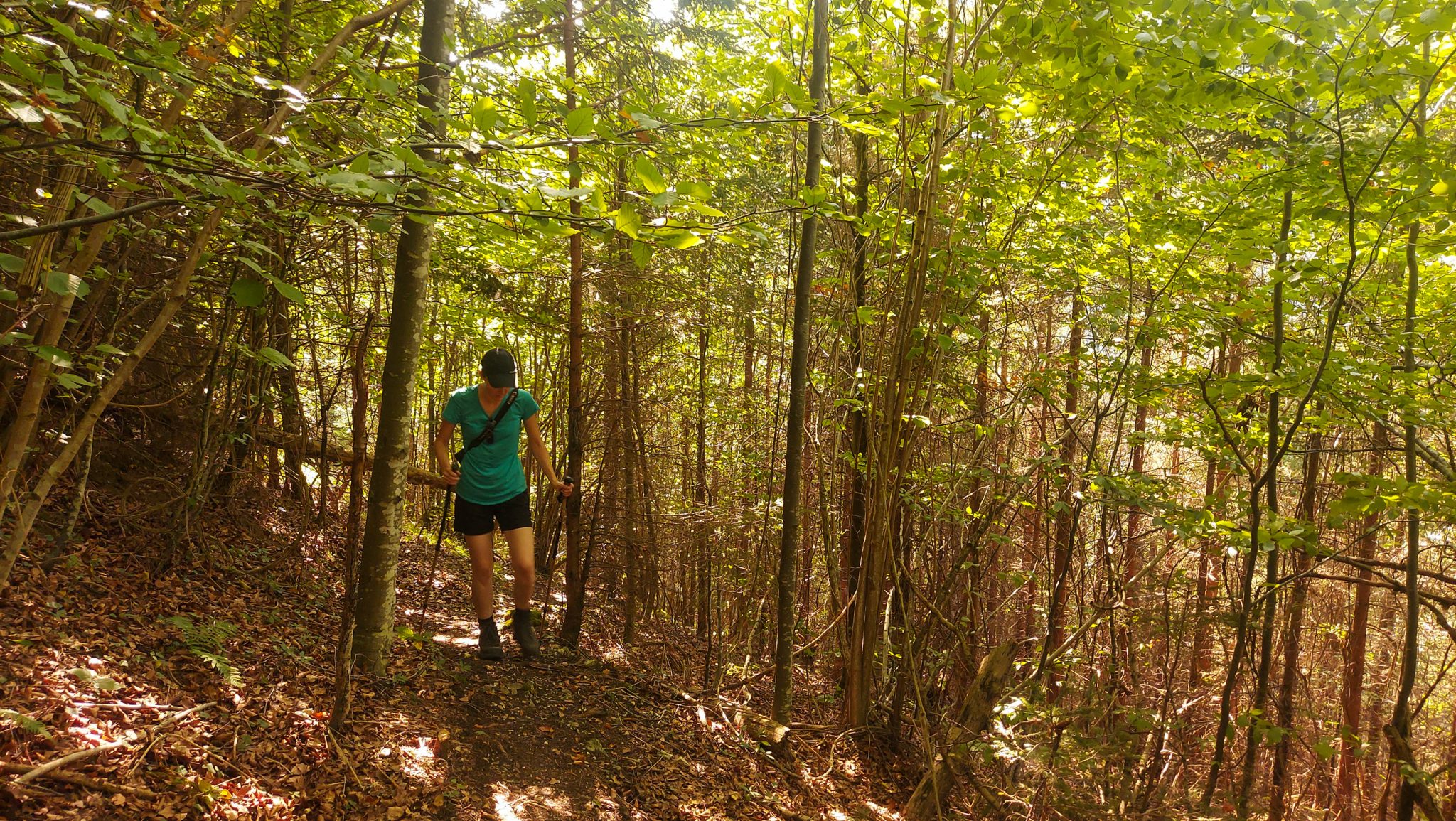 Wandern zur Anlaufalm im Reichraminger Hintergebirge vom Parkplatz Weißwasser durch die Große Schlucht entlang des Baches Weißwasser im Nationalpark Kalkalpen in Oberösterreich, Wanderer unterwegs auf dem Annerlsteg, führt teils steil hoch zur Anlaufalm durch dichten und schönen Wald