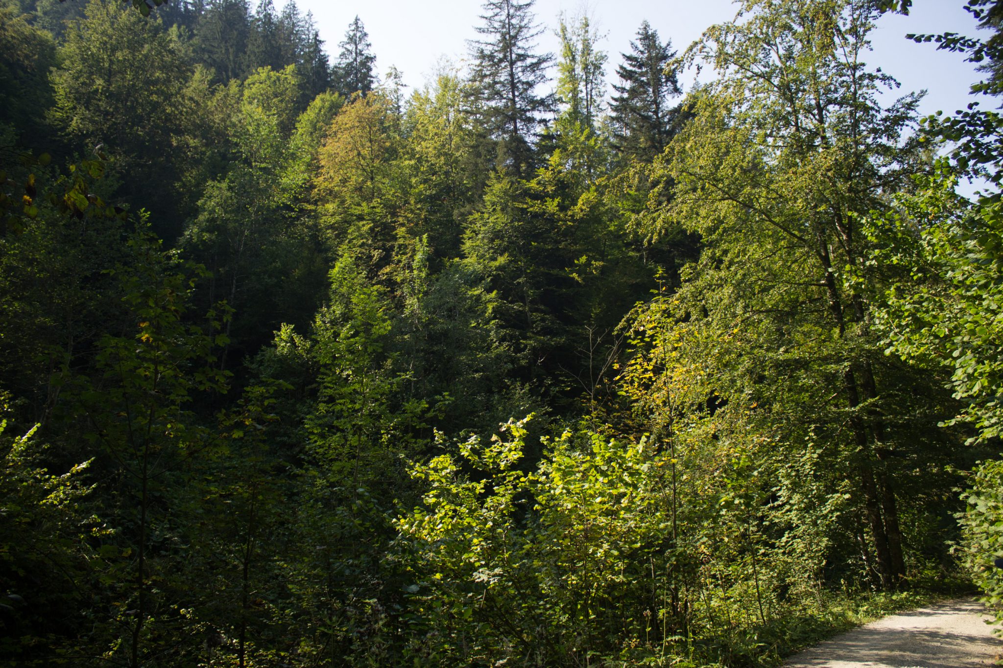 Wandern zur Anlaufalm im Reichraminger Hintergebirge vom Parkplatz Weißwasser durch die Große Schlucht entlang des Baches Weißwasser im Nationalpark Kalkalpen in Oberösterreich, Wanderweg entlang des Baches Weißwasser, umgeben von dichtem und sattgrünem Wald
