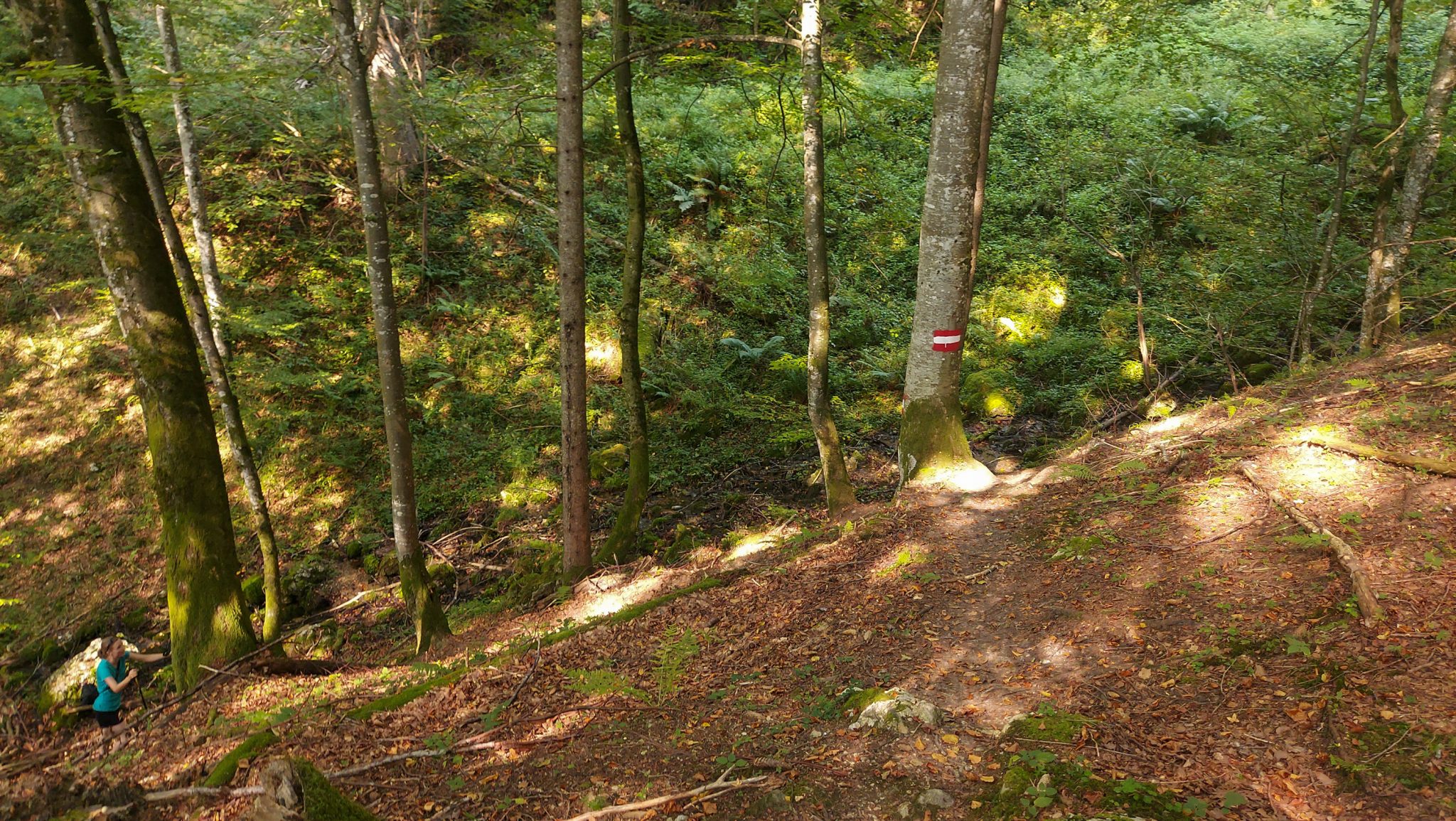 Wandern zur Anlaufalm im Reichraminger Hintergebirge vom Parkplatz Weißwasser durch die Große Schlucht entlang des Baches Weißwasser im Nationalpark Kalkalpen in Oberösterreich, Wanderer unterwegs auf dem Annerlsteg, führt teils steil hoch zur Anlaufalm durch dichten und schönen Wald entlang eines Bachlaufs, sehr abwechslungsreicher Pfad