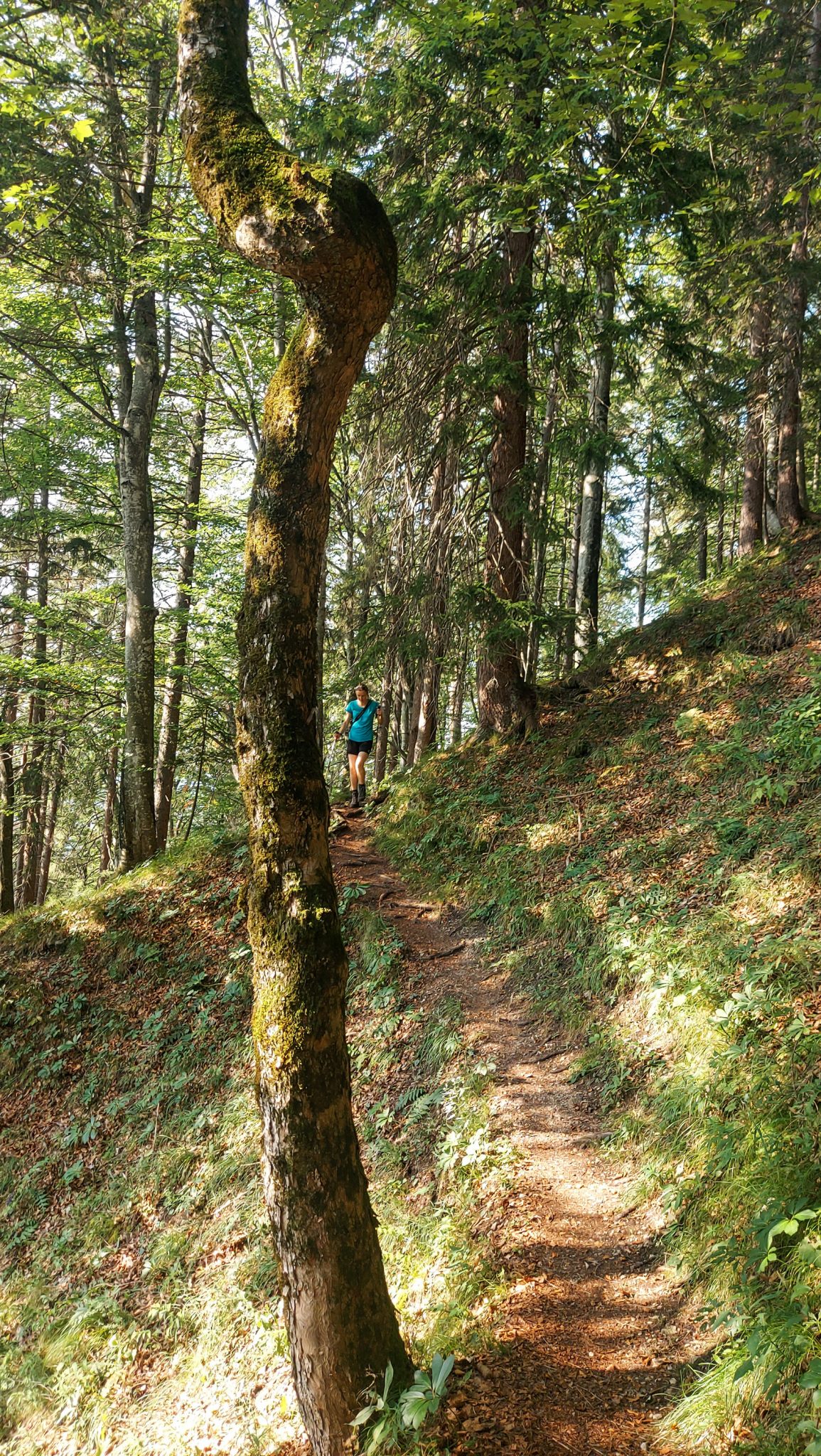 Wandern zur Anlaufalm im Reichraminger Hintergebirge vom Parkplatz Weißwasser durch die Große Schlucht entlang des Baches Weißwasser im Nationalpark Kalkalpen in Oberösterreich, Wanderer unterwegs auf dem Annerlsteg, führt teils steil hoch zur Anlaufalm durch dichten und schönen Wald, sehr abwechslungsreicher Pfad