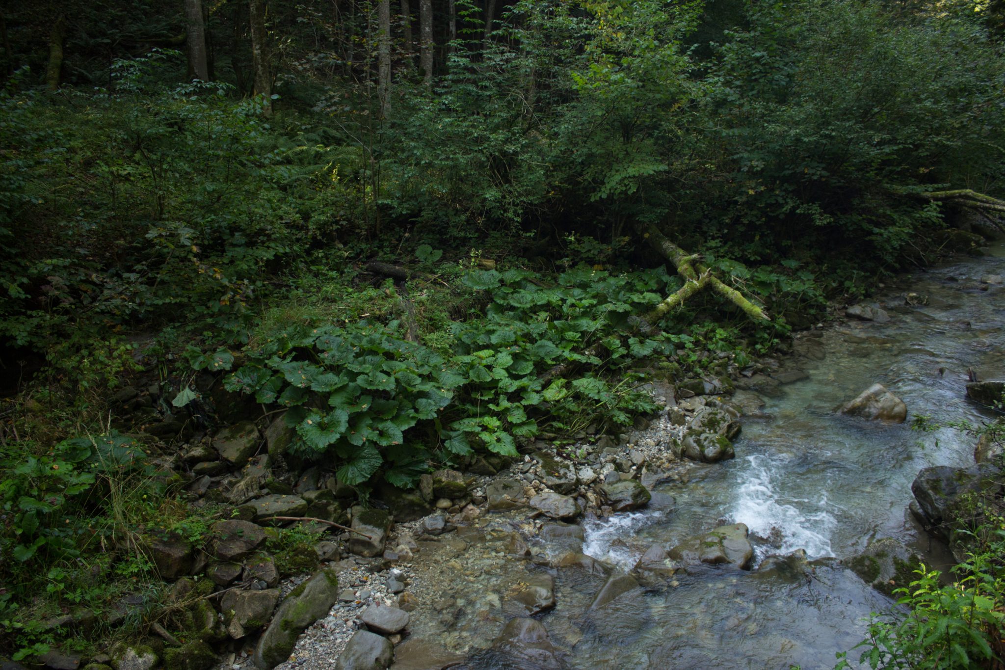 Wandern zur Anlaufalm im Reichraminger Hintergebirge vom Parkplatz Weißwasser durch die Große Schlucht entlang des Baches Weißwasser im Nationalpark Kalkalpen in Oberösterreich, Wanderweg entlang des Baches Weißwasser, umgeben von dichtem und sattgrünem Wald