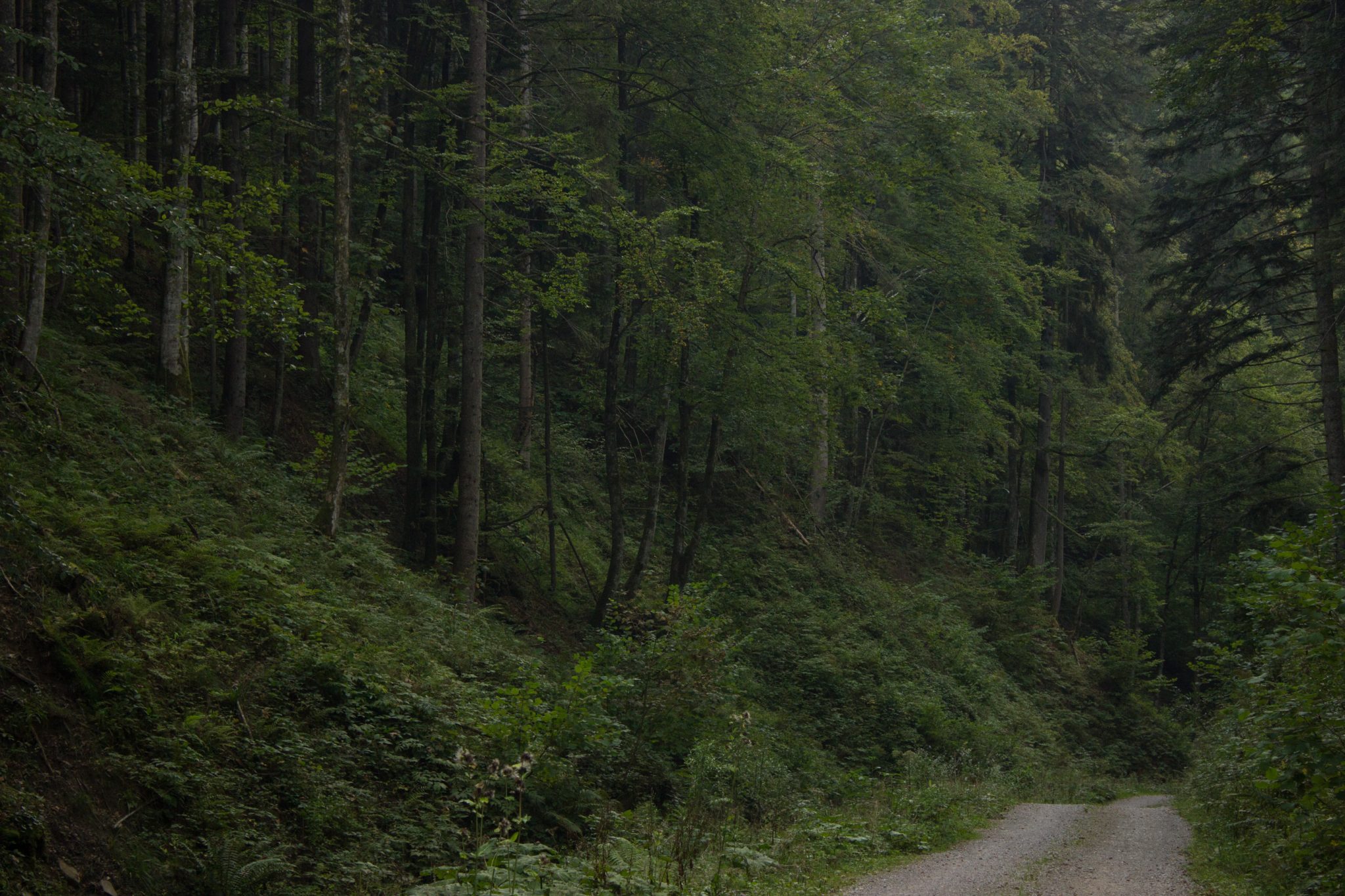 Wandern zur Anlaufalm im Reichraminger Hintergebirge vom Parkplatz Weißwasser durch die Große Schlucht entlang des Baches Weißwasser im Nationalpark Kalkalpen in Oberösterreich, nach der Anlaufalm über einen Rundweg zurück zum Ausgangspunkt Parkplatz Weißwasser, Wanderweg umgeben von dichtem, grünem und sehr schönem Wald