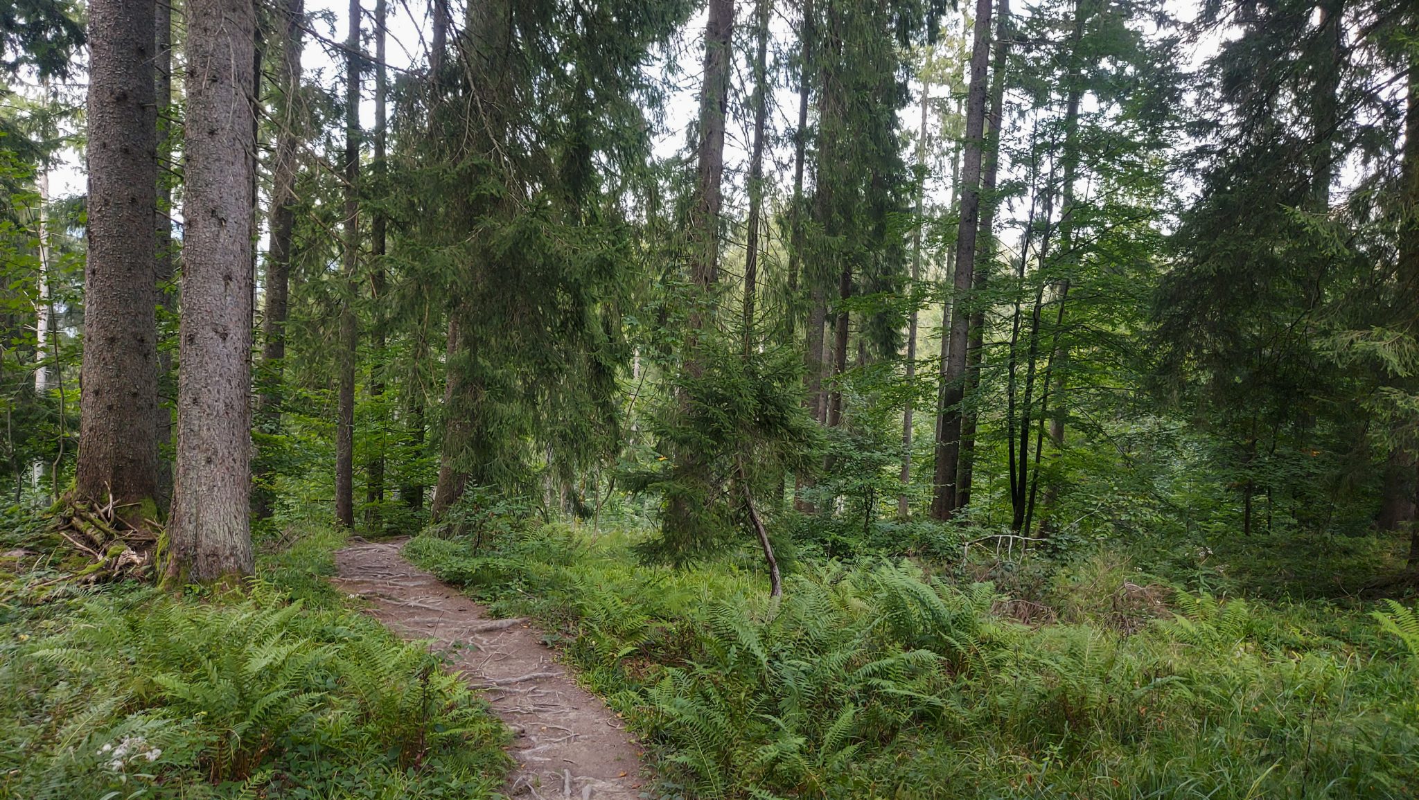 Wandern zur Anlaufalm im Reichraminger Hintergebirge vom Parkplatz Weißwasser durch die Große Schlucht entlang des Baches Weißwasser im Nationalpark Kalkalpen in Oberösterreich, nach der Anlaufalm über einen Rundweg zurück zum Ausgangspunkt Parkplatz Weißwasser, schmaler Pfad abwärts durch schönen Wald, Farne am Wegesrand
