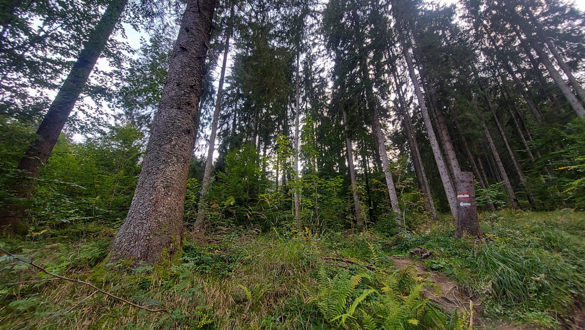 Wandern zur Anlaufalm im Reichraminger Hintergebirge vom Parkplatz Weißwasser durch die Große Schlucht entlang des Baches Weißwasser im Nationalpark Kalkalpen in Oberösterreich, nach der Anlaufalm über einen Rundweg zurück zum Ausgangspunkt Parkplatz Weißwasser, schmaler Pfad abwärts durch schönen Wald, Farne am Wegesrand, Wegmarkierung an einem Baumstumpf