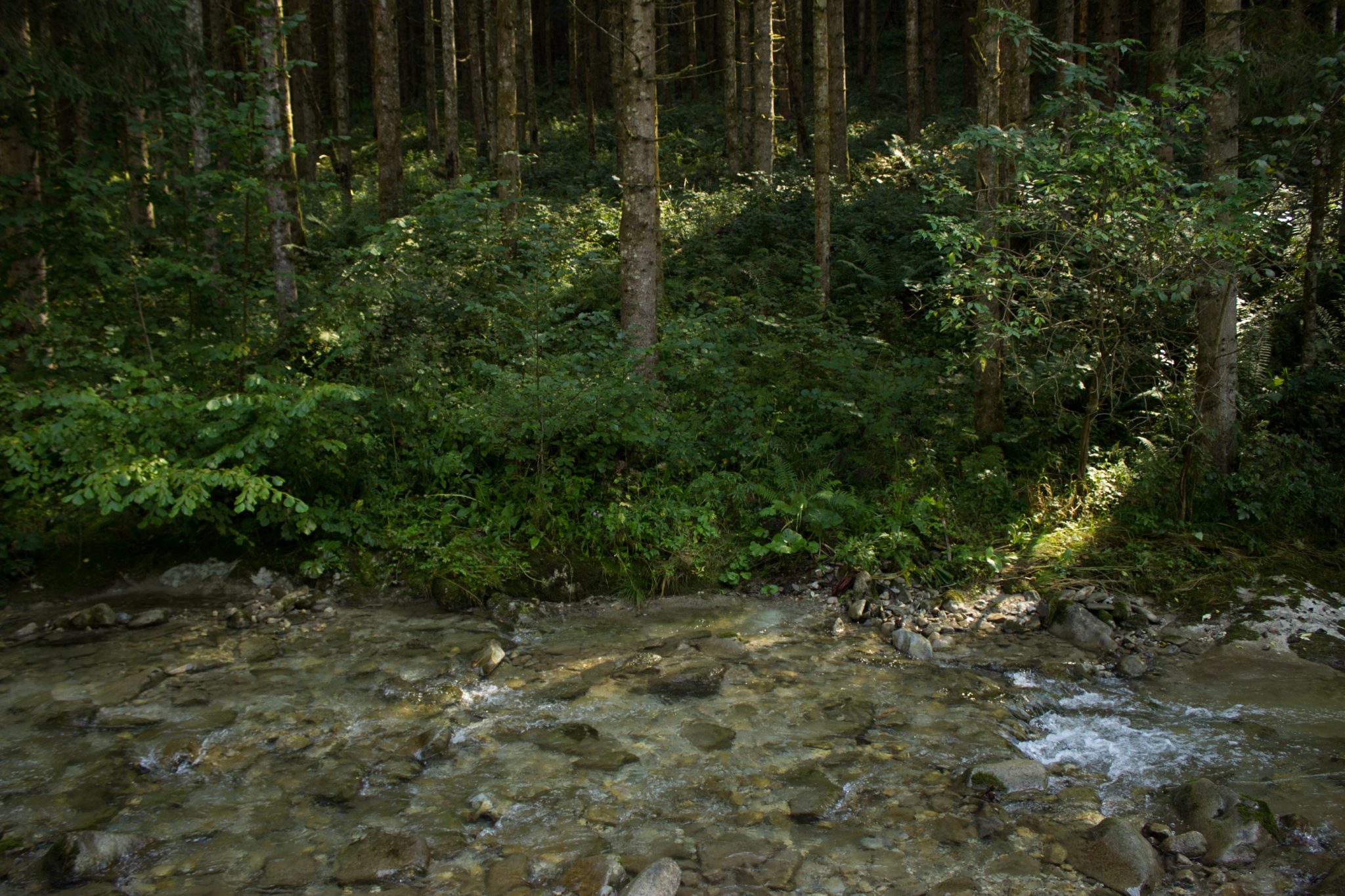 Wandern zur Anlaufalm im Reichraminger Hintergebirge vom Parkplatz Weißwasser durch die Große Schlucht entlang des Baches Weißwasser im Nationalpark Kalkalpen in Oberösterreich, Wanderweg entlang des Baches Weißwasser, umgeben von dichtem und sattgrünem Wald, Wasser des Baches ist sehr sauber und klar