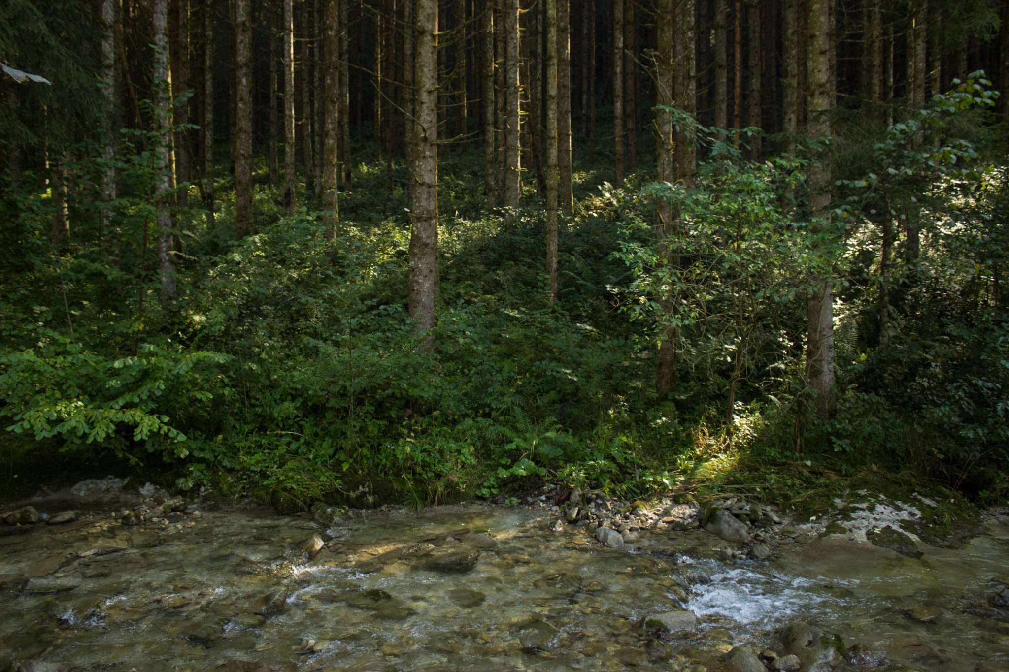 Wandern zur Anlaufalm im Reichraminger Hintergebirge vom Parkplatz Weißwasser durch die Große Schlucht entlang des Baches Weißwasser im Nationalpark Kalkalpen in Oberösterreich, Wanderweg entlang des Baches Weißwasser, umgeben von dichtem und sattgrünem Wald, Wasser des Baches ist sehr sauber und klar