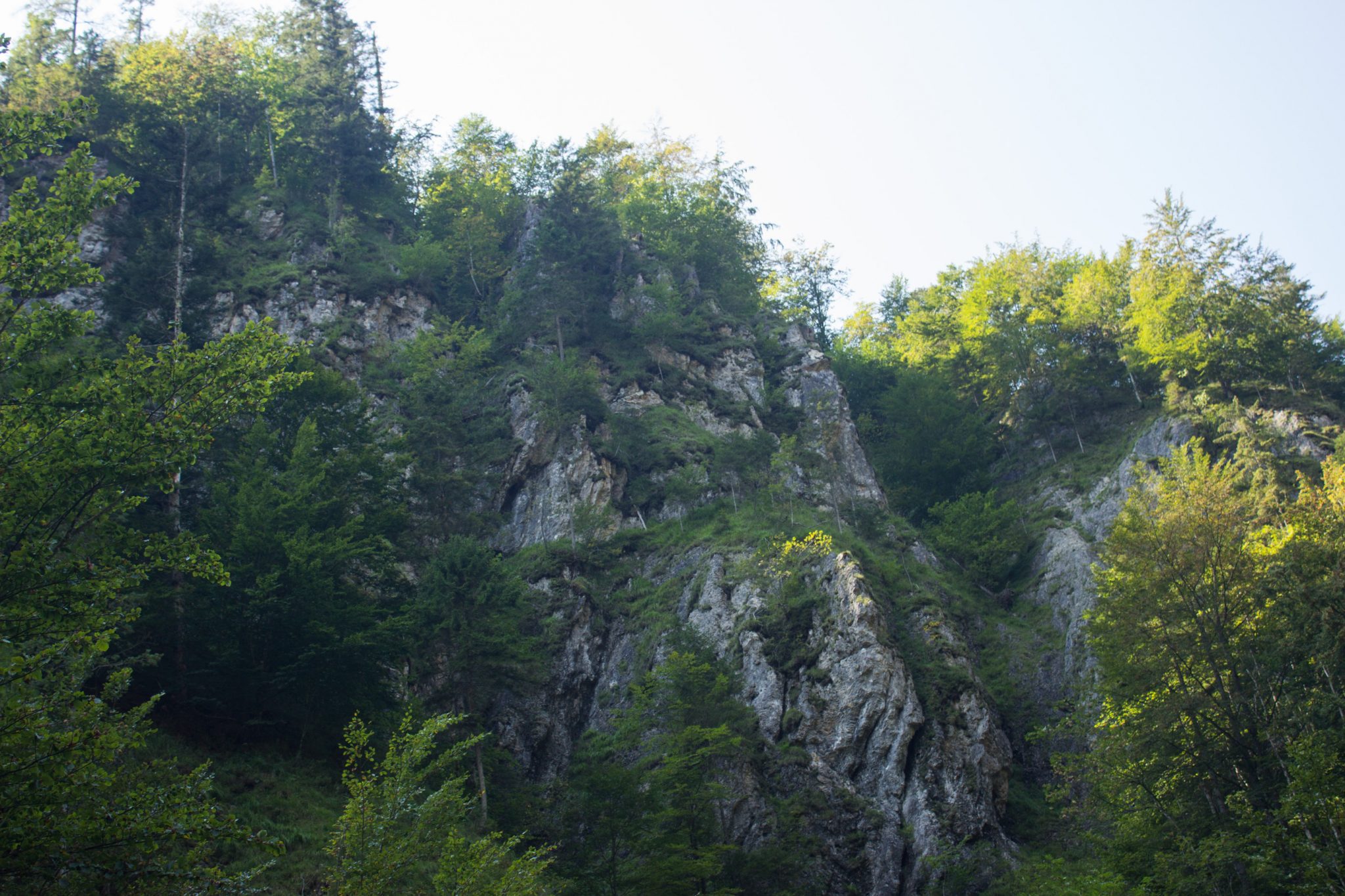 Wandern zur Anlaufalm im Reichraminger Hintergebirge vom Parkplatz Weißwasser durch die Große Schlucht entlang des Baches Weißwasser im Nationalpark Kalkalpen in Oberösterreich, unterwegs auf Wanderweg entlang der Großen Schlucht, Kalkalpen und schöner, schattenspendender Wald