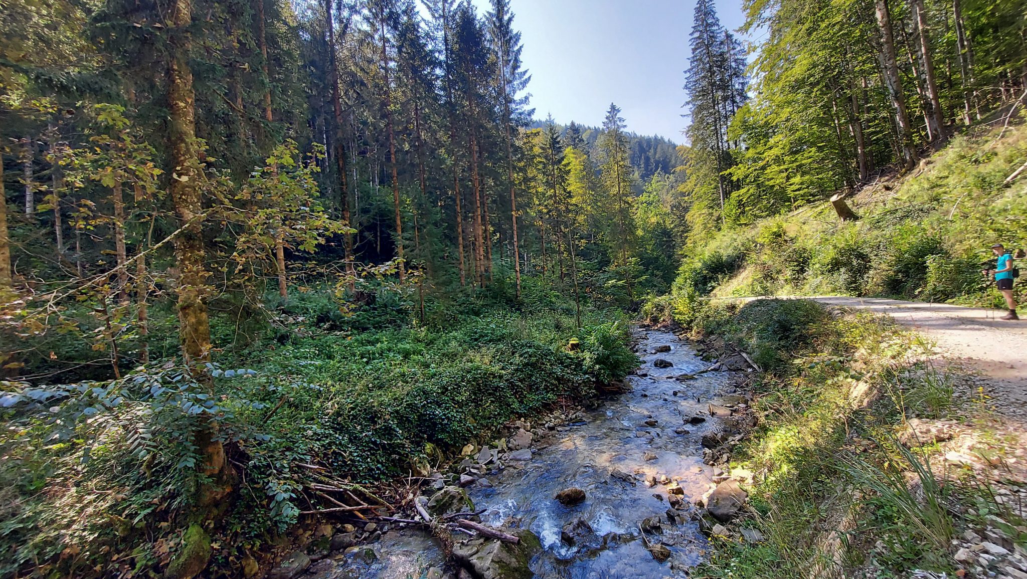 Wandern zur Anlaufalm im Reichraminger Hintergebirge vom Parkplatz Weißwasser durch die Große Schlucht entlang des Baches Weißwasser im Nationalpark Kalkalpen in Oberösterreich, Wanderer unterwegs auf Wanderweg entlang des Baches Weißwasser, umgeben von schönem, schattenspendendem Wald