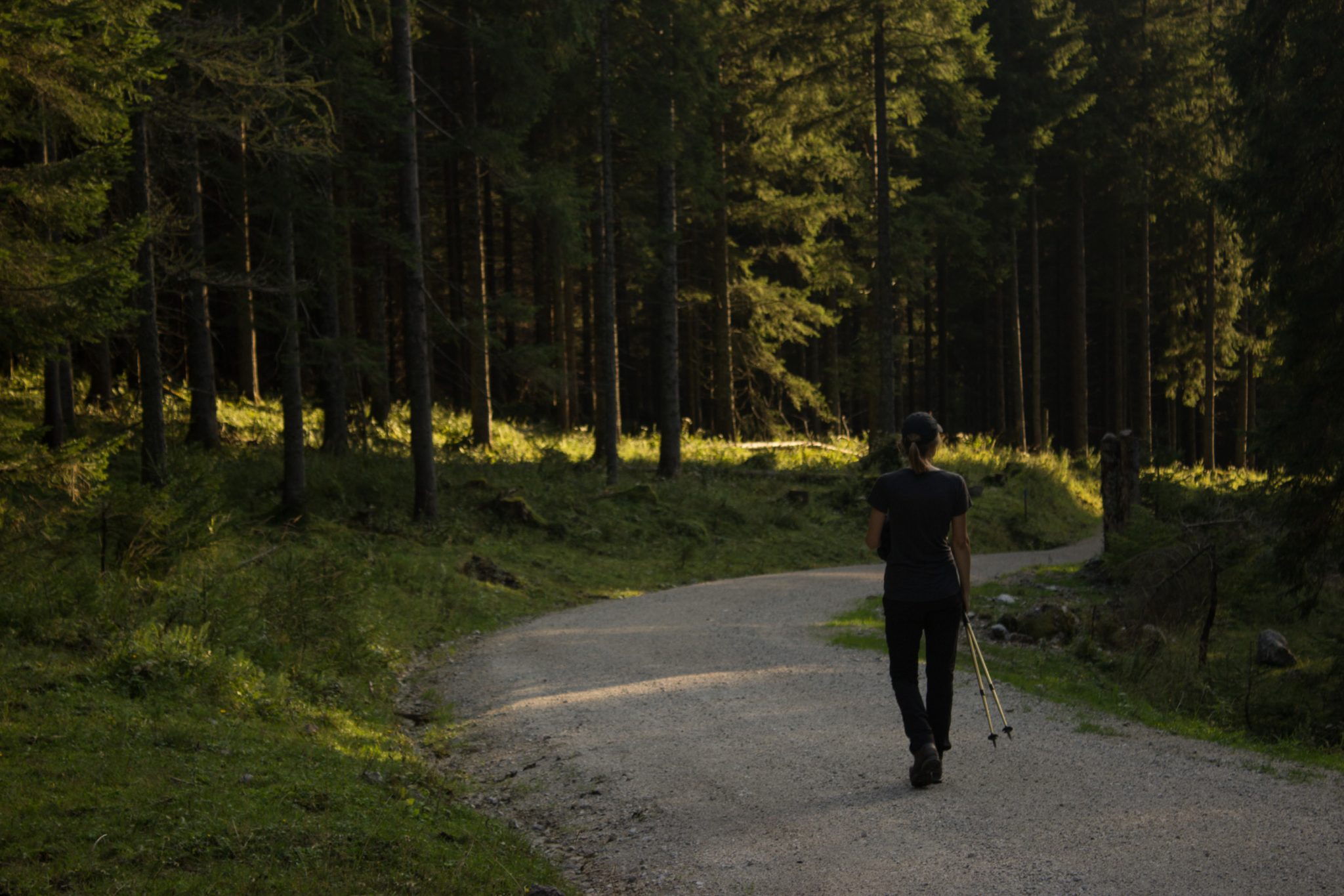 Wandern zur Ennstaler Hütte im Nationalpark Gesäuse im Bundesland Steiermark in Österreich, Wanderweg in den Ennstaler Alpen ab Parkplatz Gstatterboden, Blick auf den Wanderweg beim Rückweg über die Hochscheibenalm von der Ennstaler Hütte, umgeben von dichtem Wald, Wanderer unterwegs auf breiterem Wanderweg, der angenehm abwärts verläuft, saftig grüne Vegetation, untergehende Sonne lässt schönes Licht entstehen