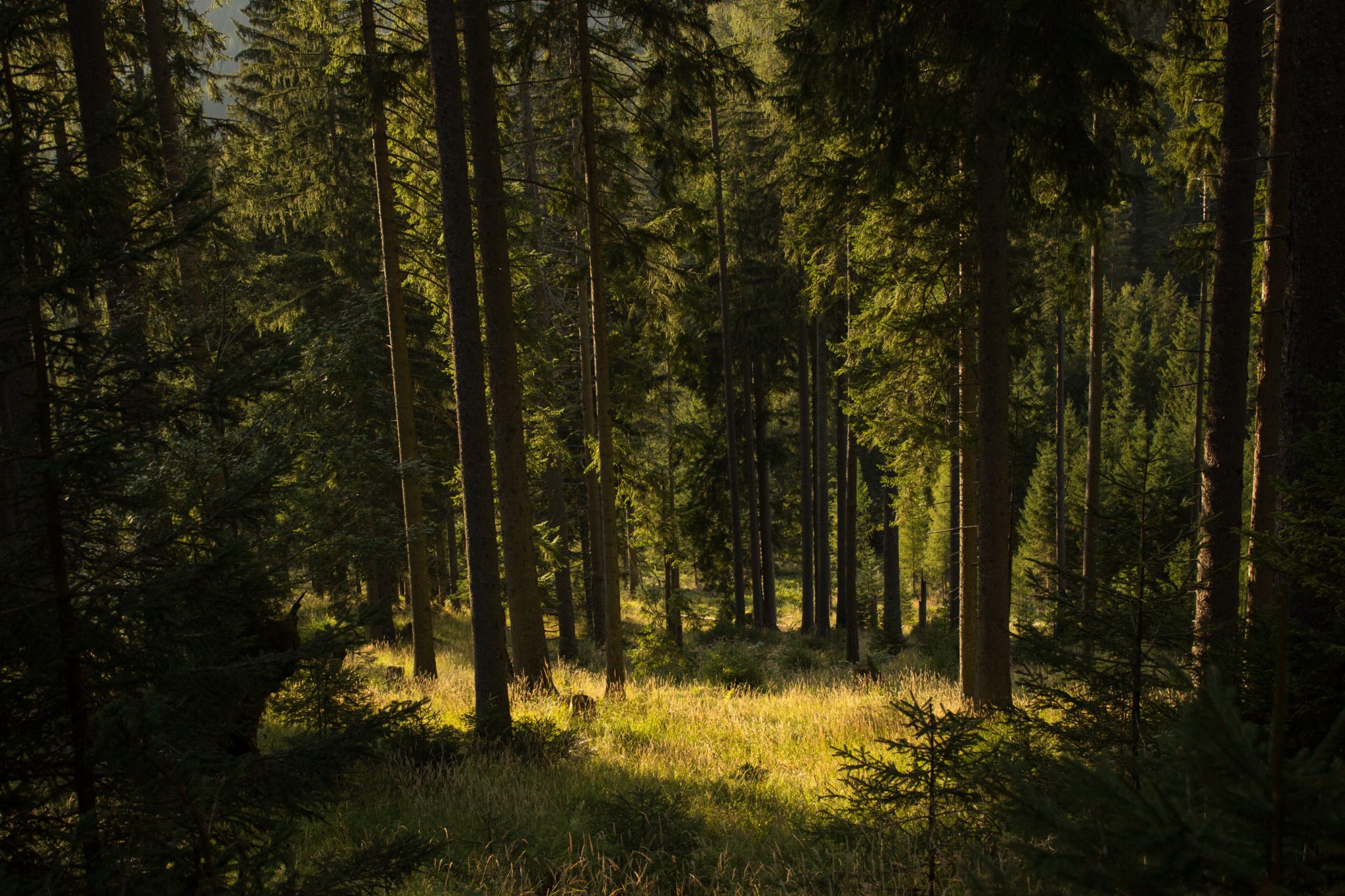 Wandern zur Ennstaler Hütte im Nationalpark Gesäuse im Bundesland Steiermark in Österreich, Wanderweg in den Ennstaler Alpen ab Parkplatz Gstatterboden, Blick vom Wanderweg während des Rückwegs über die Hochscheibenalm von der Ennstaler Hütte, umgeben von dichtem Wald, kühlender Schatten durch die Bäume, saftig grüne Vegetation, untergehende Sonne lässt schönes Licht entstehen