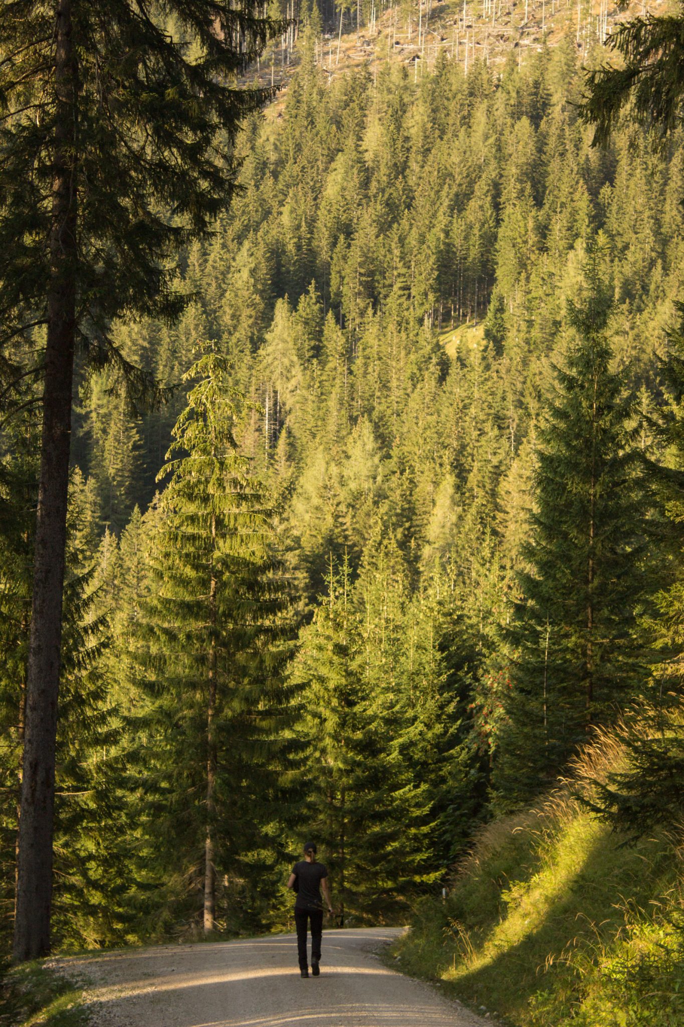 Wandern zur Ennstaler Hütte im Nationalpark Gesäuse im Bundesland Steiermark in Österreich, Wanderweg in den Ennstaler Alpen ab Parkplatz Gstatterboden, Blick auf den Wanderweg beim Rückweg über die Hochscheibenalm von der Ennstaler Hütte, umgeben von dichtem Wald, Wanderer unterwegs auf breiterem Wanderweg, der angenehm abwärts verläuft, saftig grüne Vegetation, untergehende Sonne lässt schönes Licht entstehen