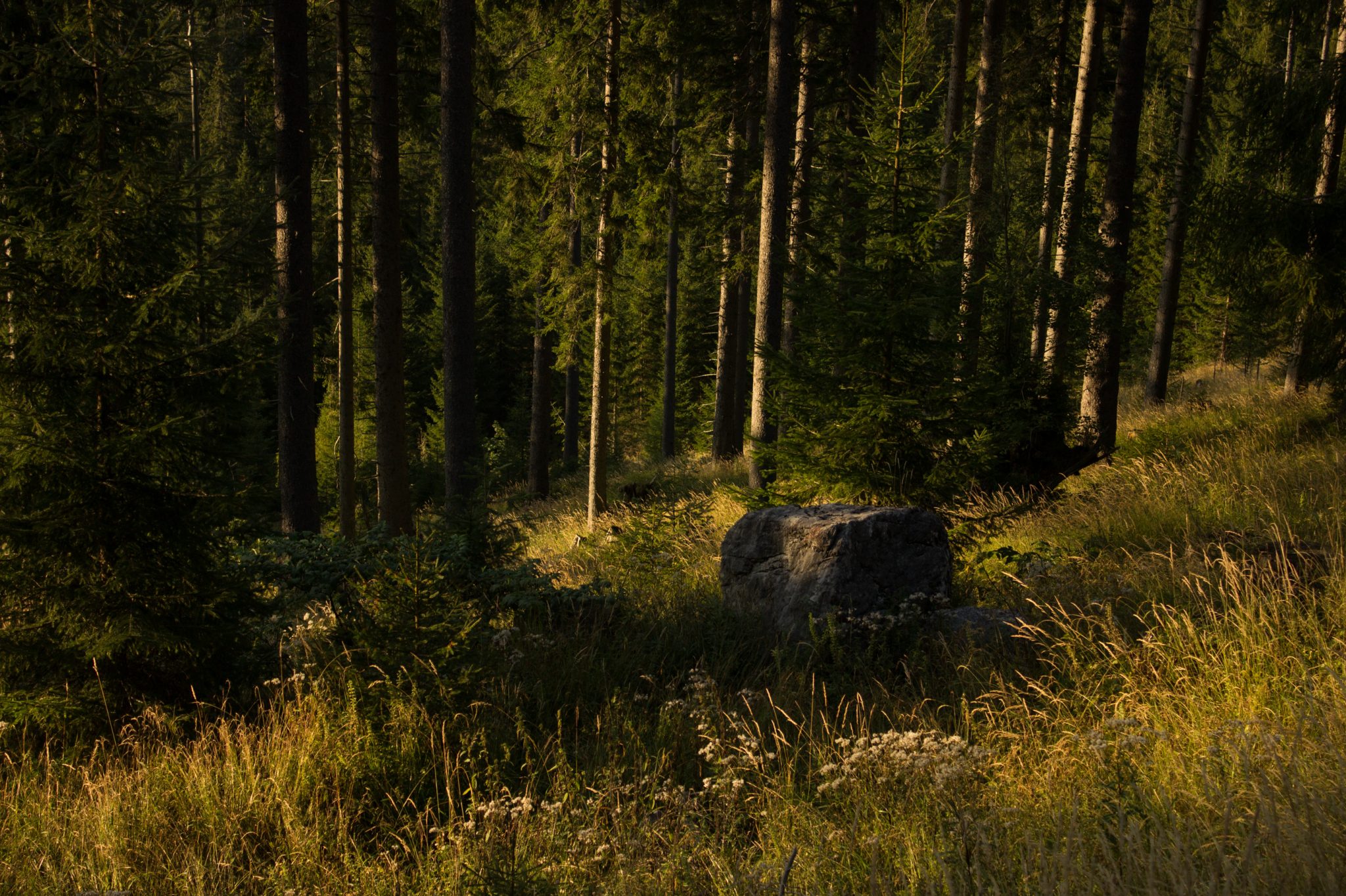 Wandern zur Ennstaler Hütte im Nationalpark Gesäuse im Bundesland Steiermark in Österreich, Wanderweg in den Ennstaler Alpen ab Parkplatz Gstatterboden, Blick vom Wanderweg während des Rückwegs über die Hochscheibenalm von der Ennstaler Hütte, umgeben von dichtem Wald, kühlender Schatten durch die Bäume, saftig grüne Vegetation, untergehende Sonne lässt schönes Licht entstehen